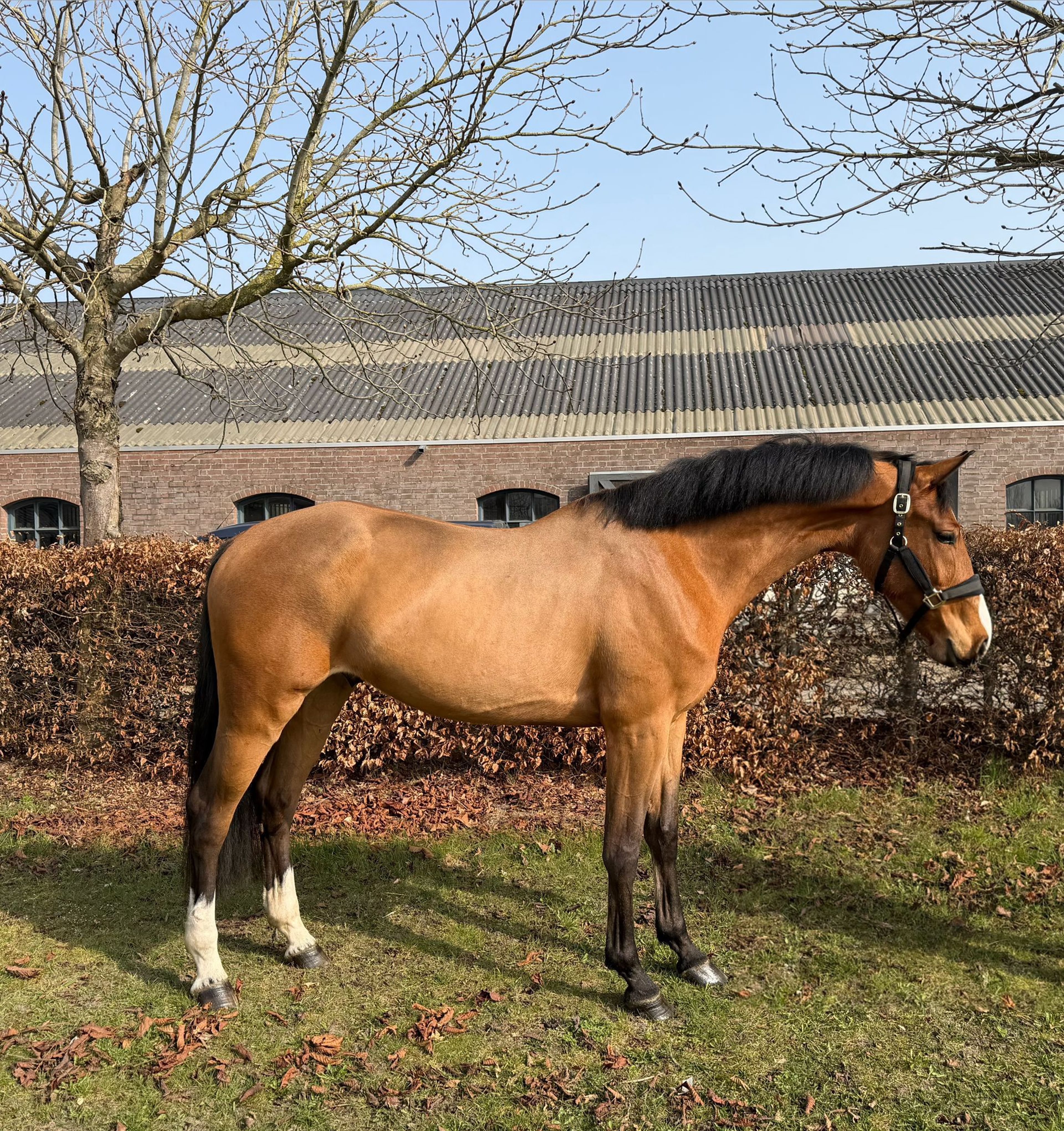 Air Force Z (ASCA Z x WHITAKER) - Image 1