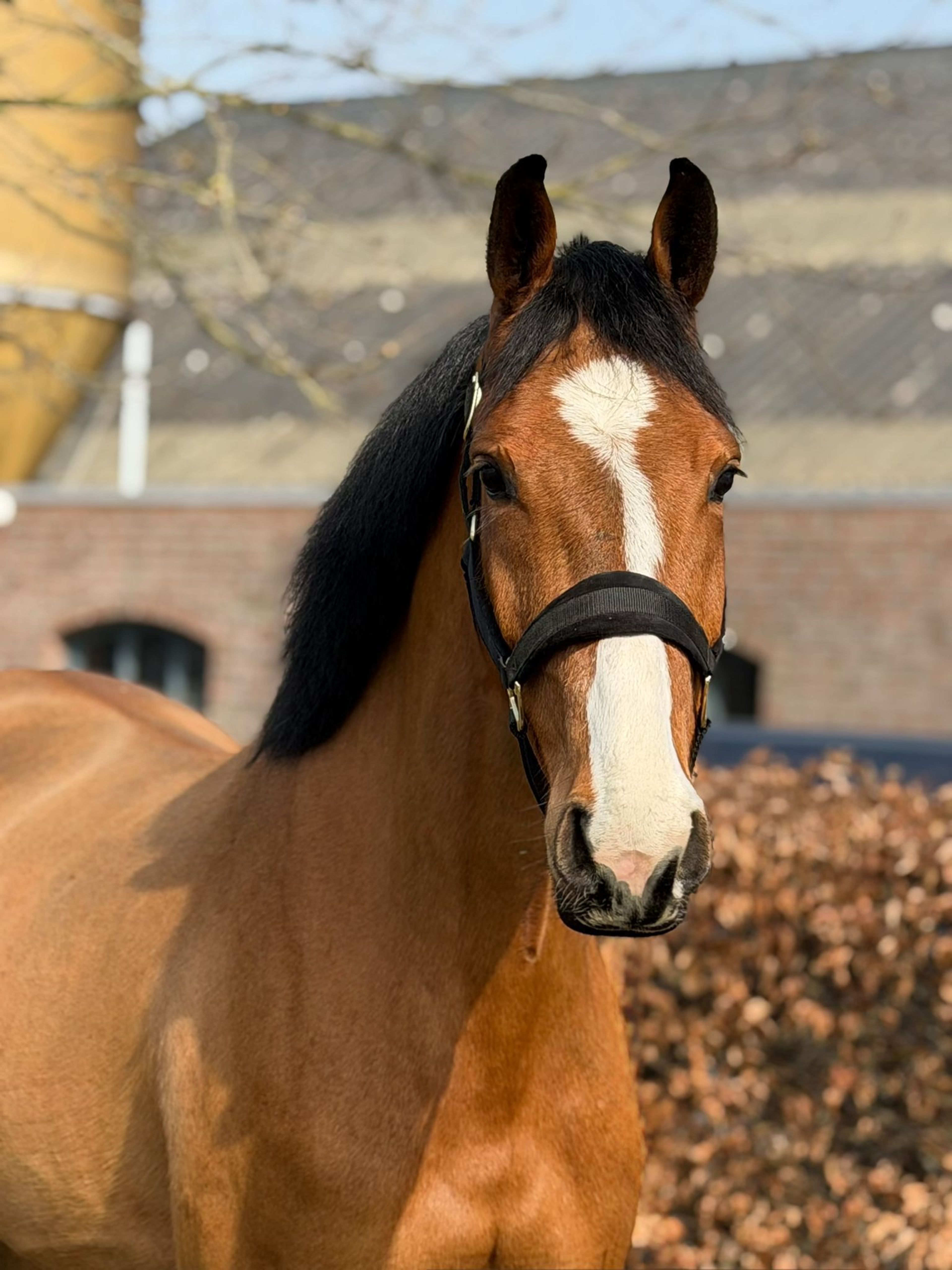 Air Force Z (ASCA Z x WHITAKER) - Image 2