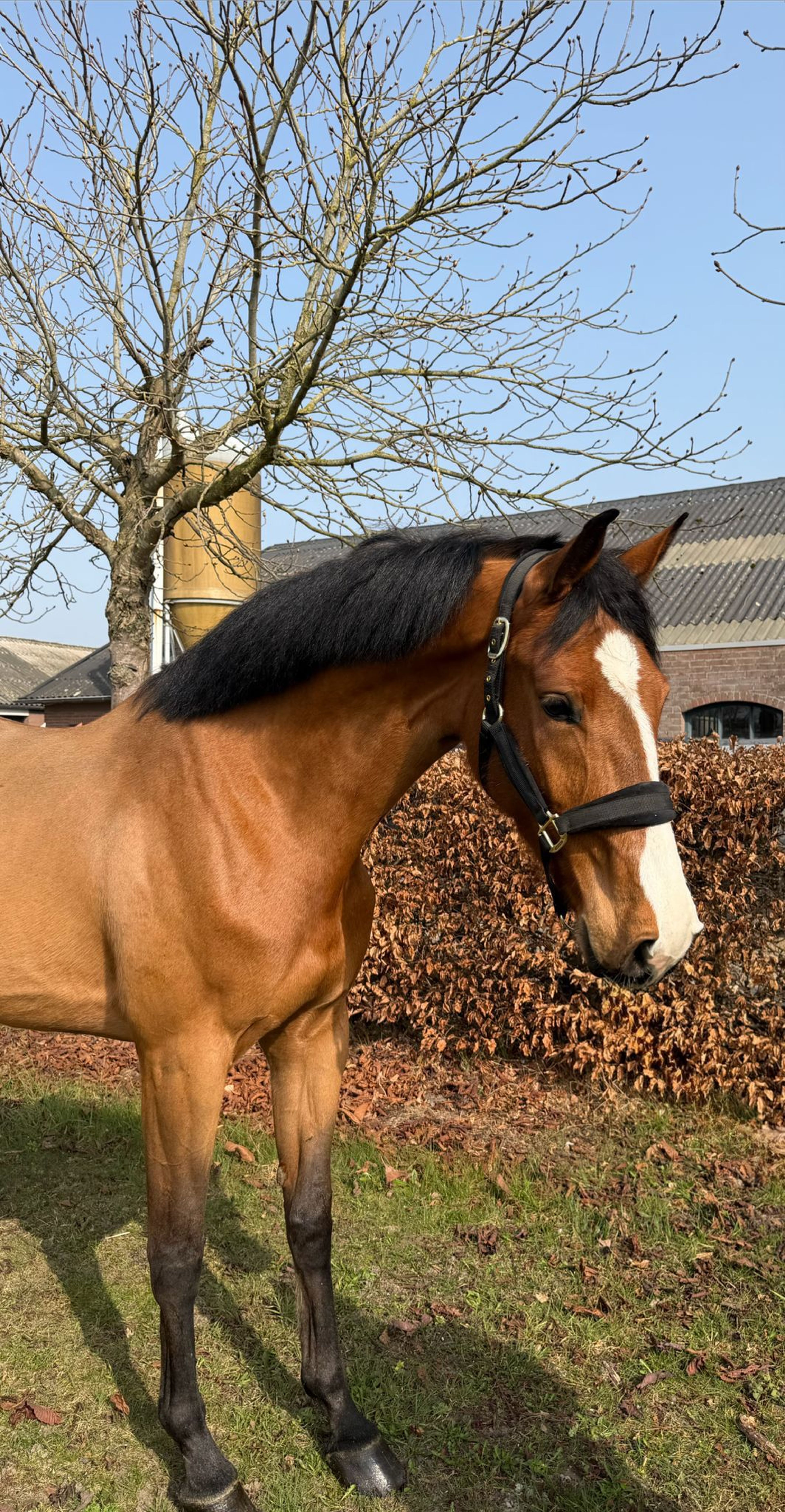 Air Force Z (ASCA Z x WHITAKER) - Image 3