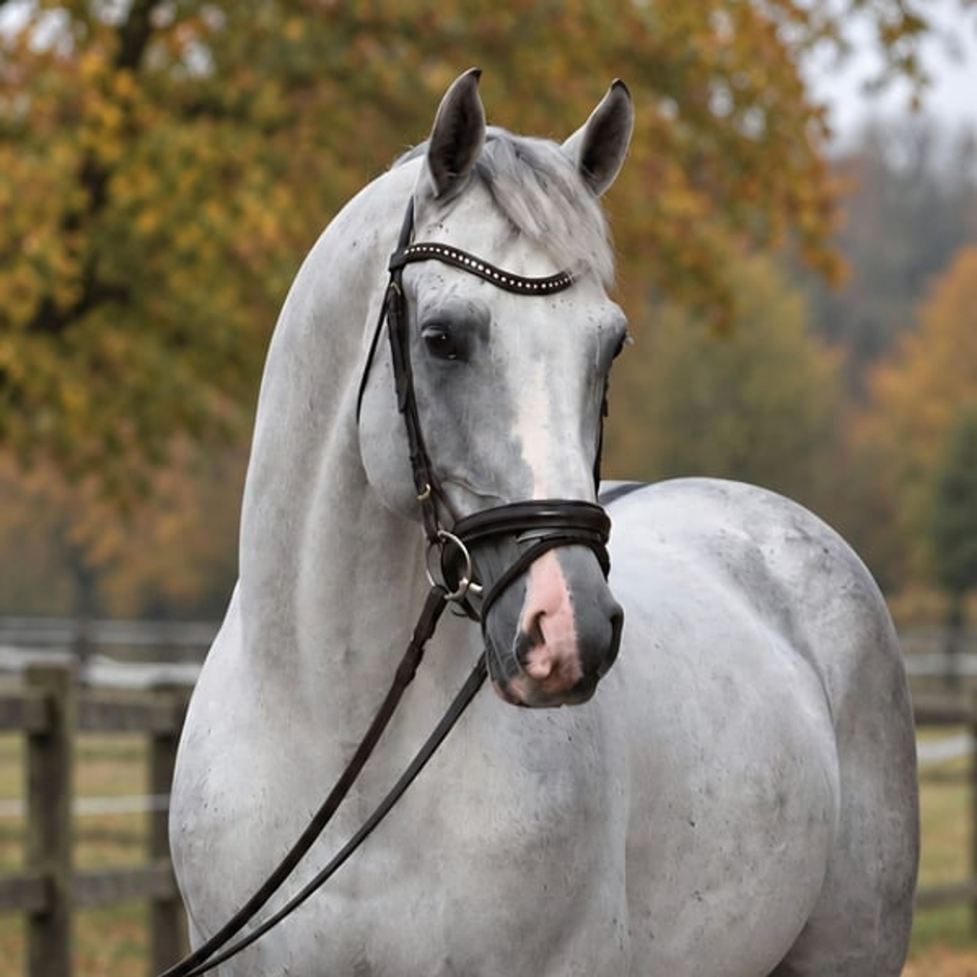 Carlos – 6-Year-Old Gelding by Corrado, Jumping 1.20 m