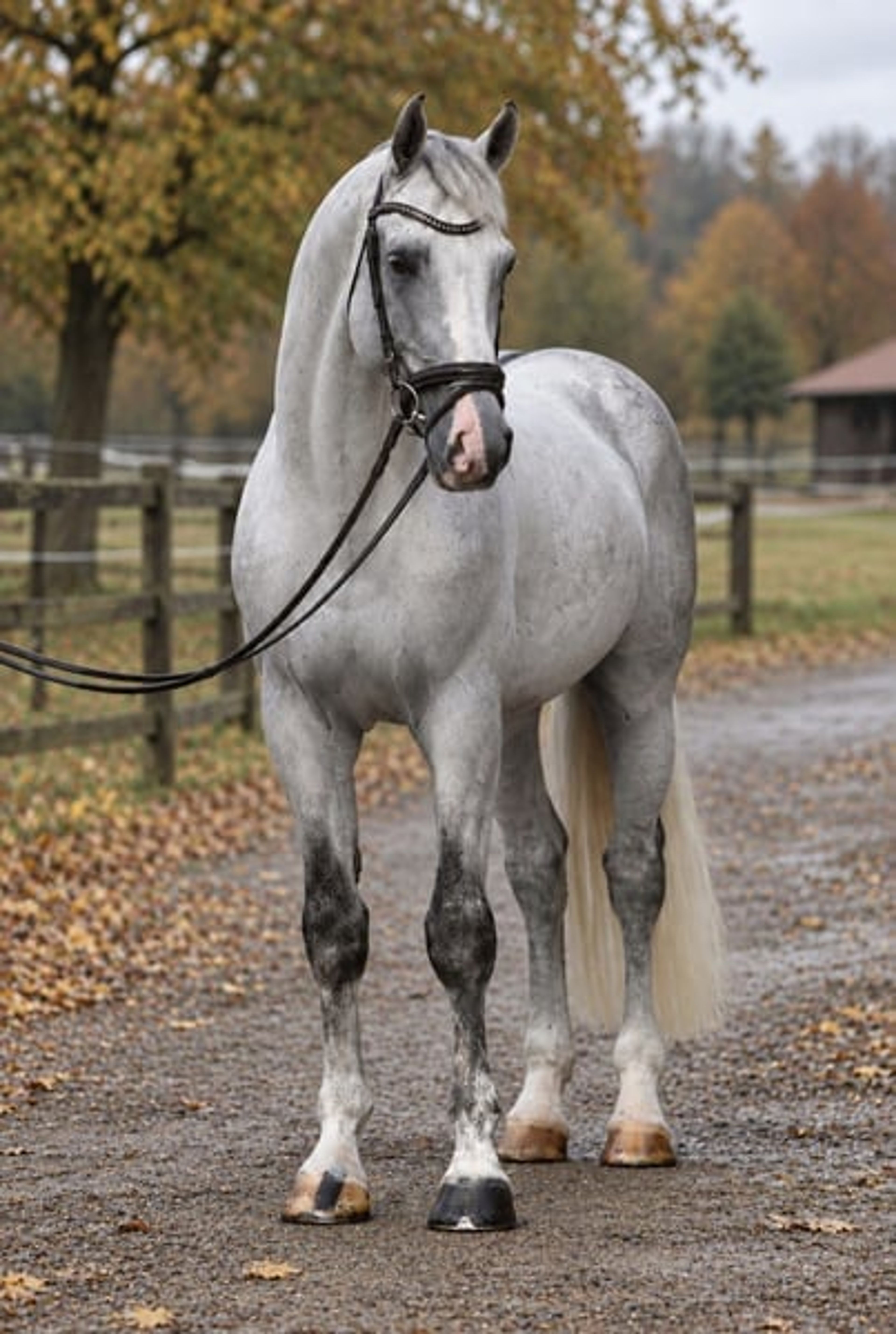 Carlos – 6-Year-Old Gelding by Corrado, Jumping 1.20 m - Image 2