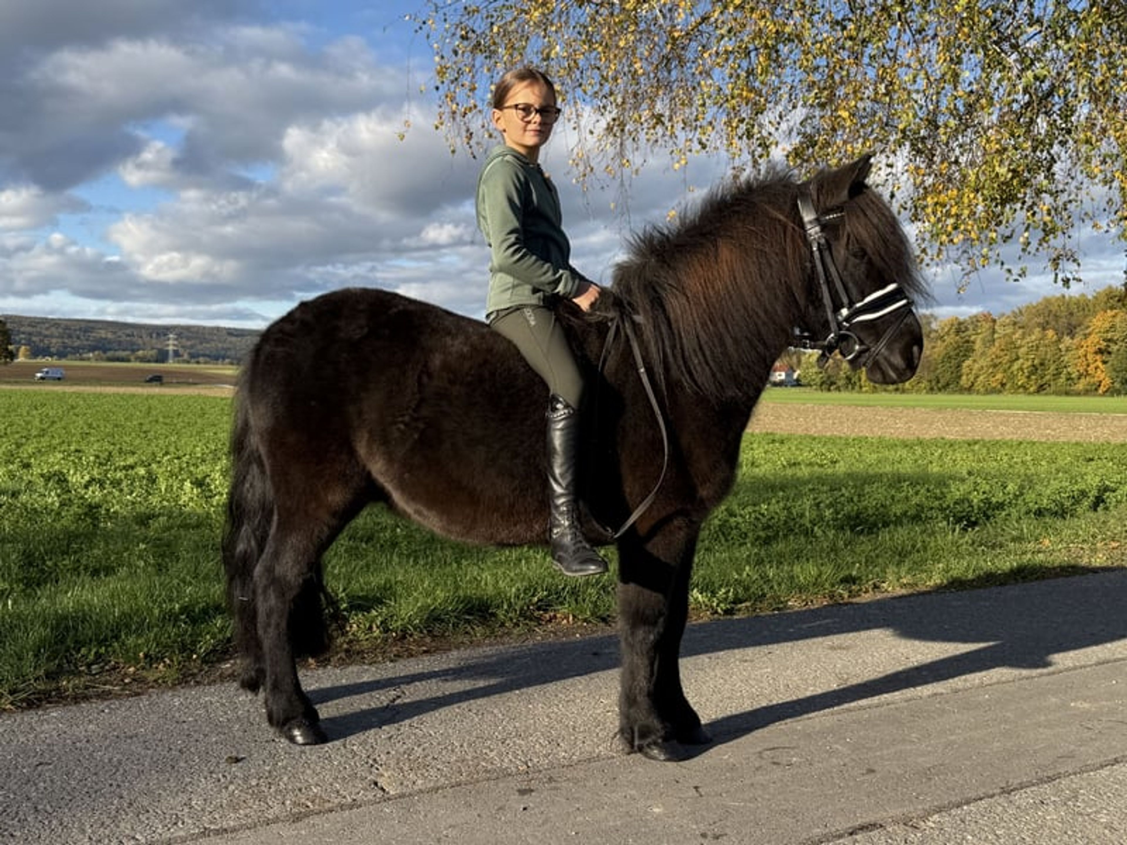 Well-built pony