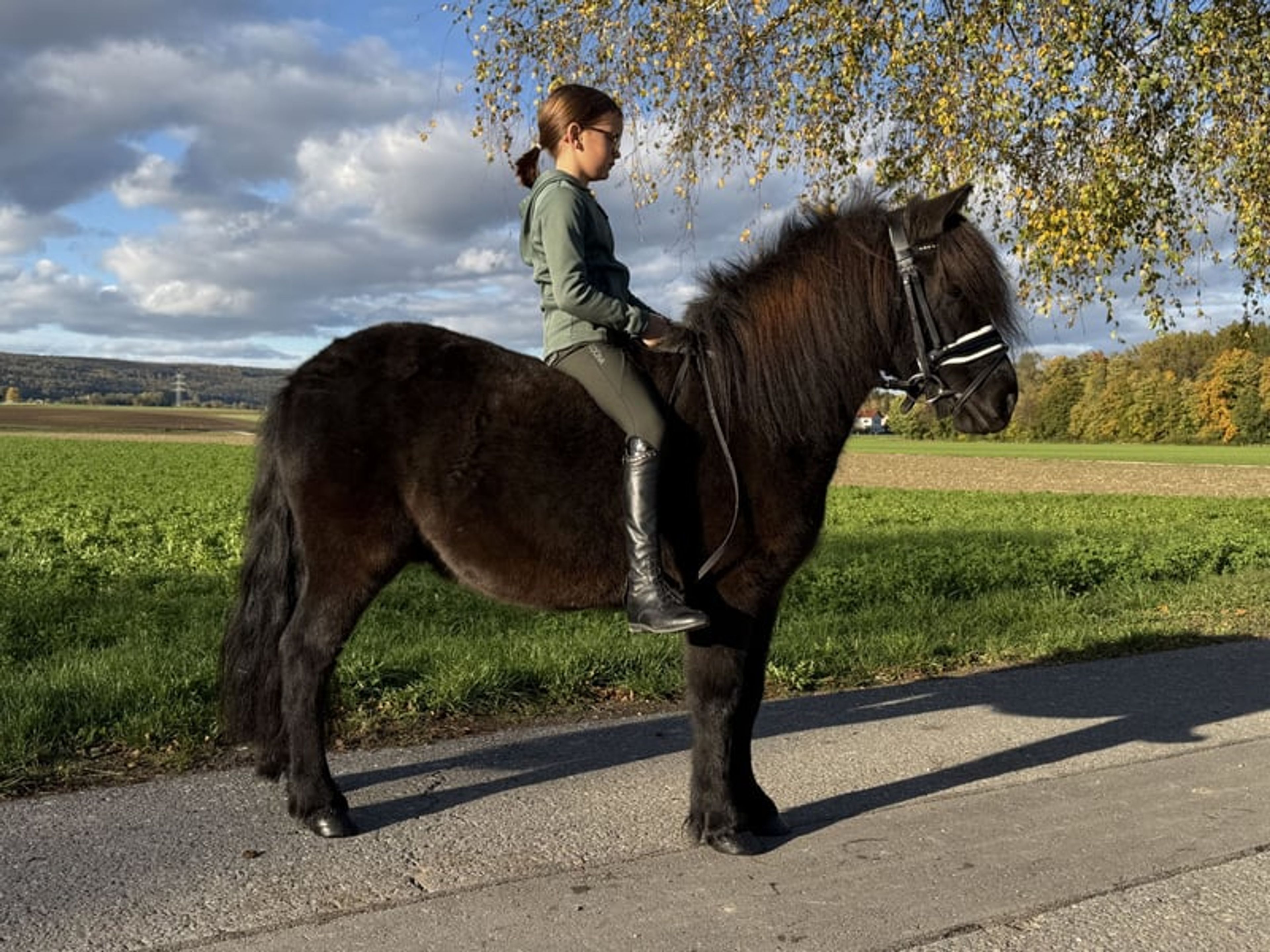 Well-built pony - Image 2
