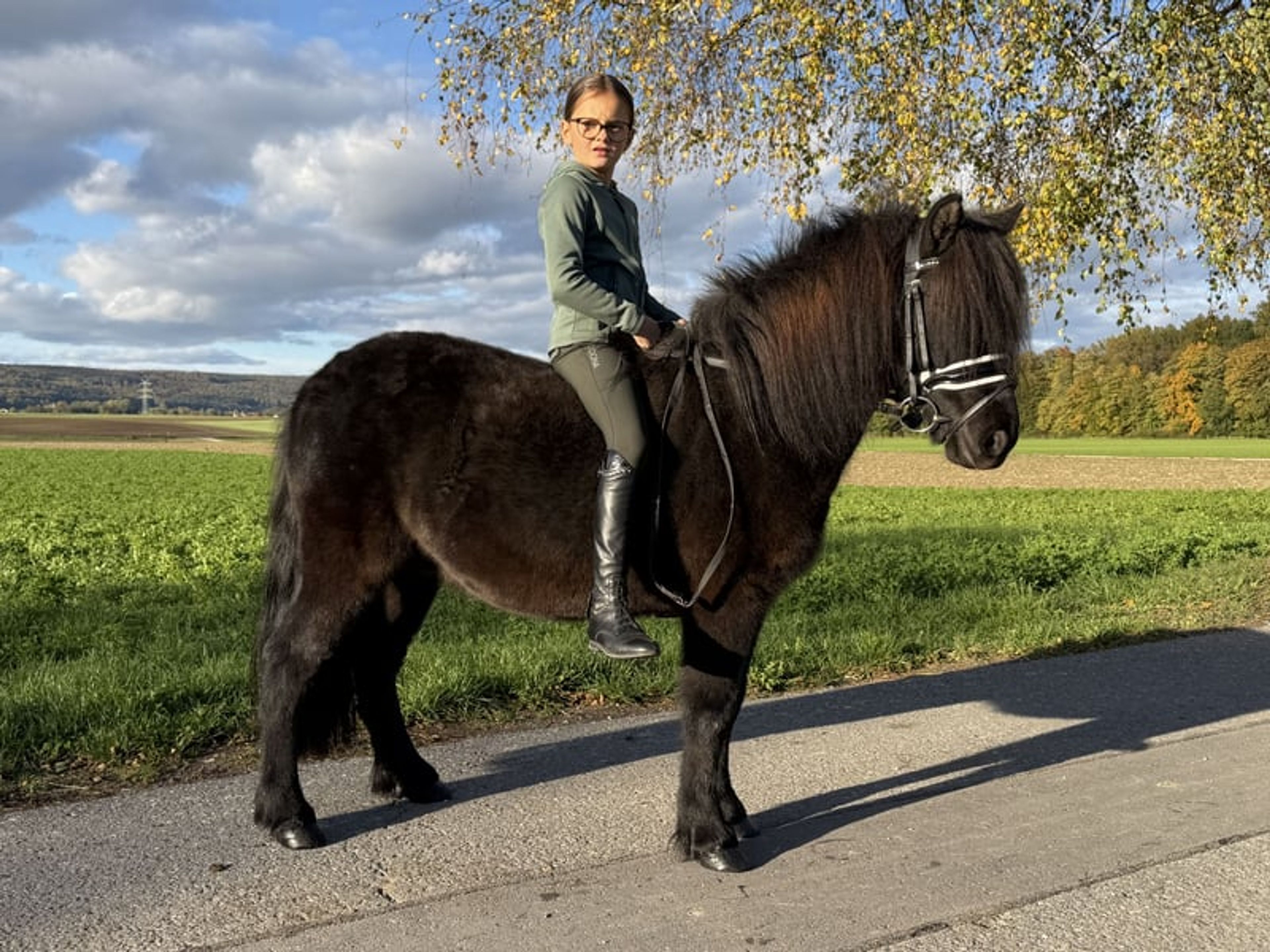 Well-built pony - Image 3