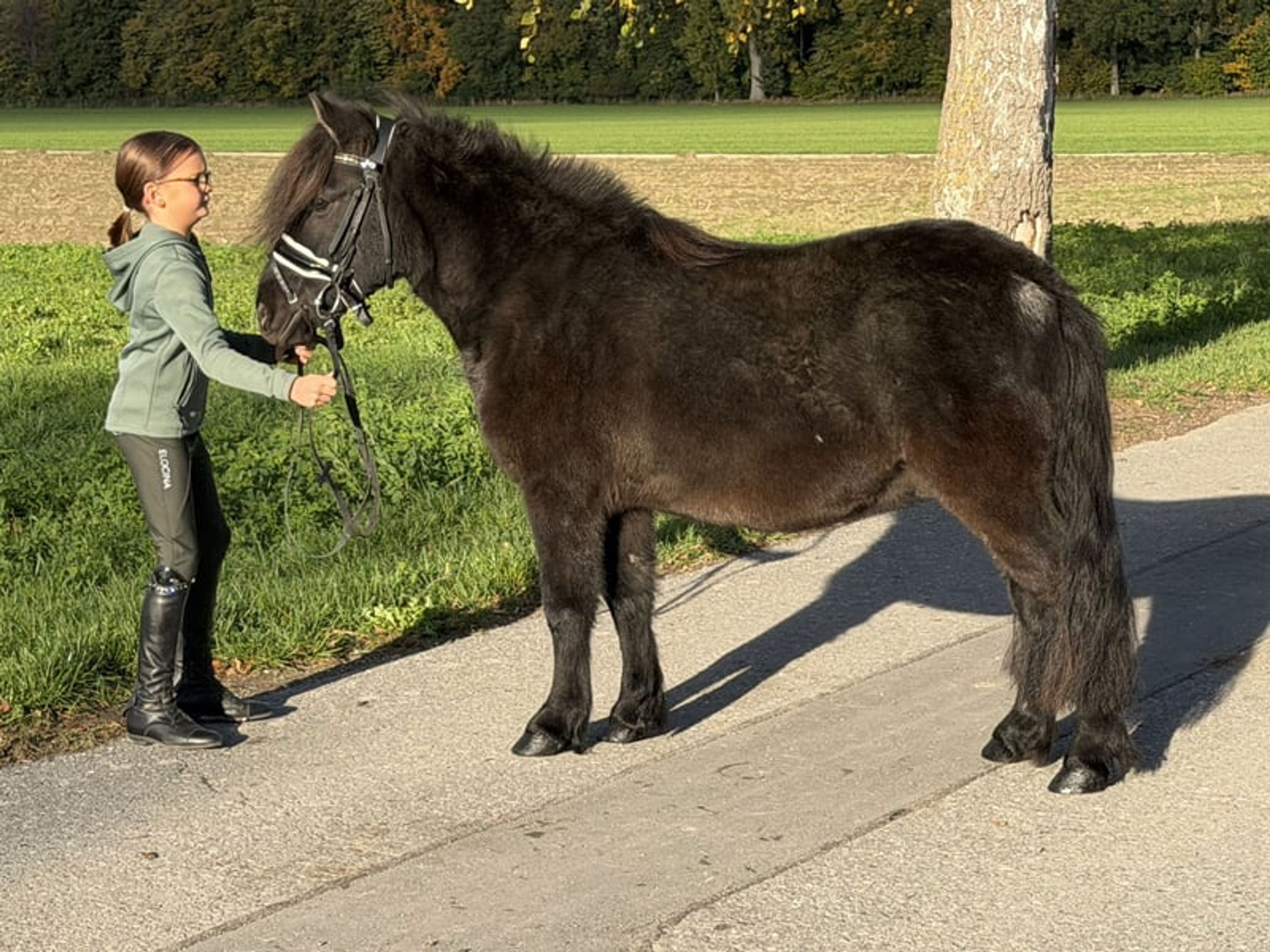Well-built pony - Image 4