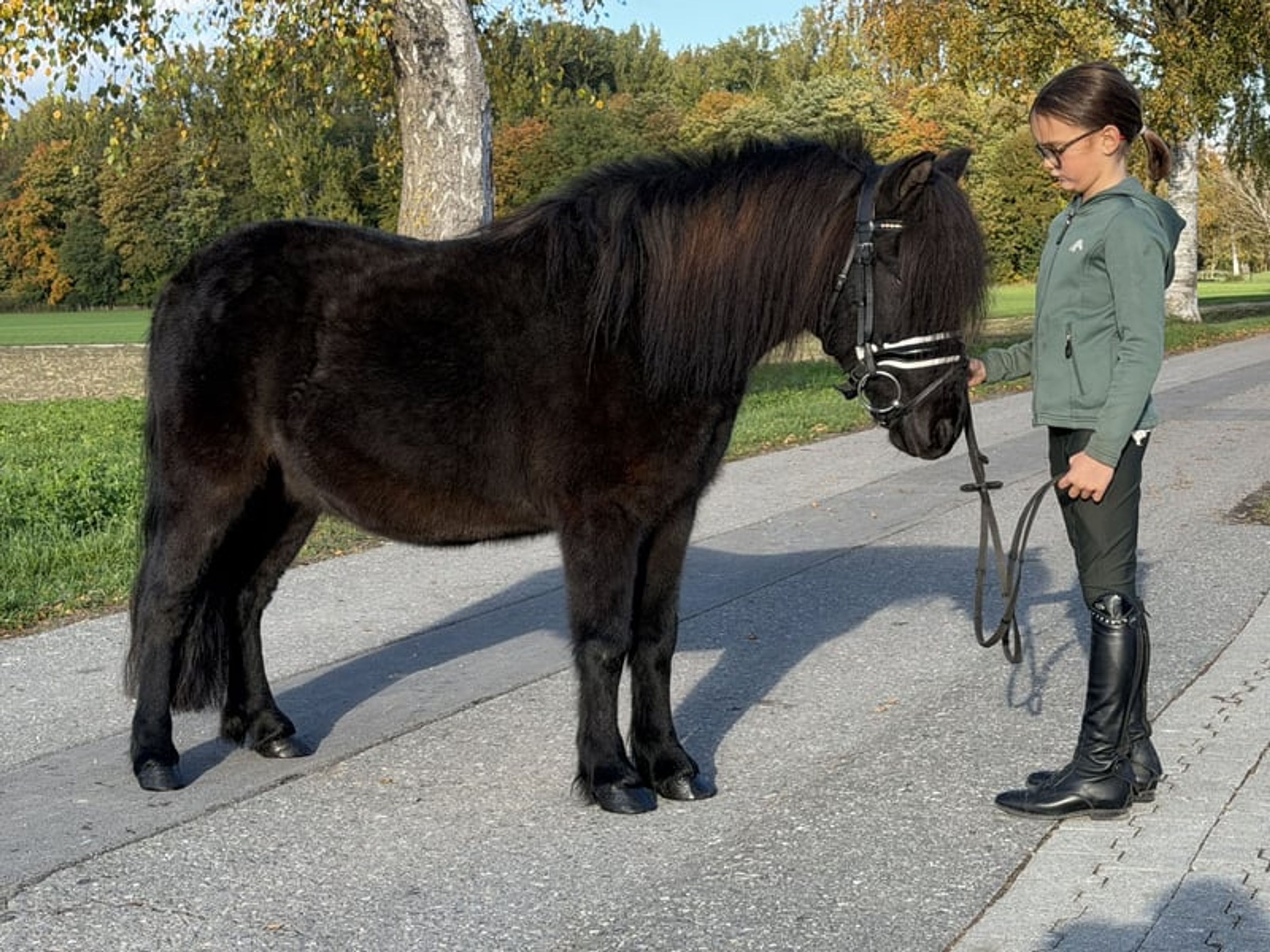 Well-built pony - Image 5