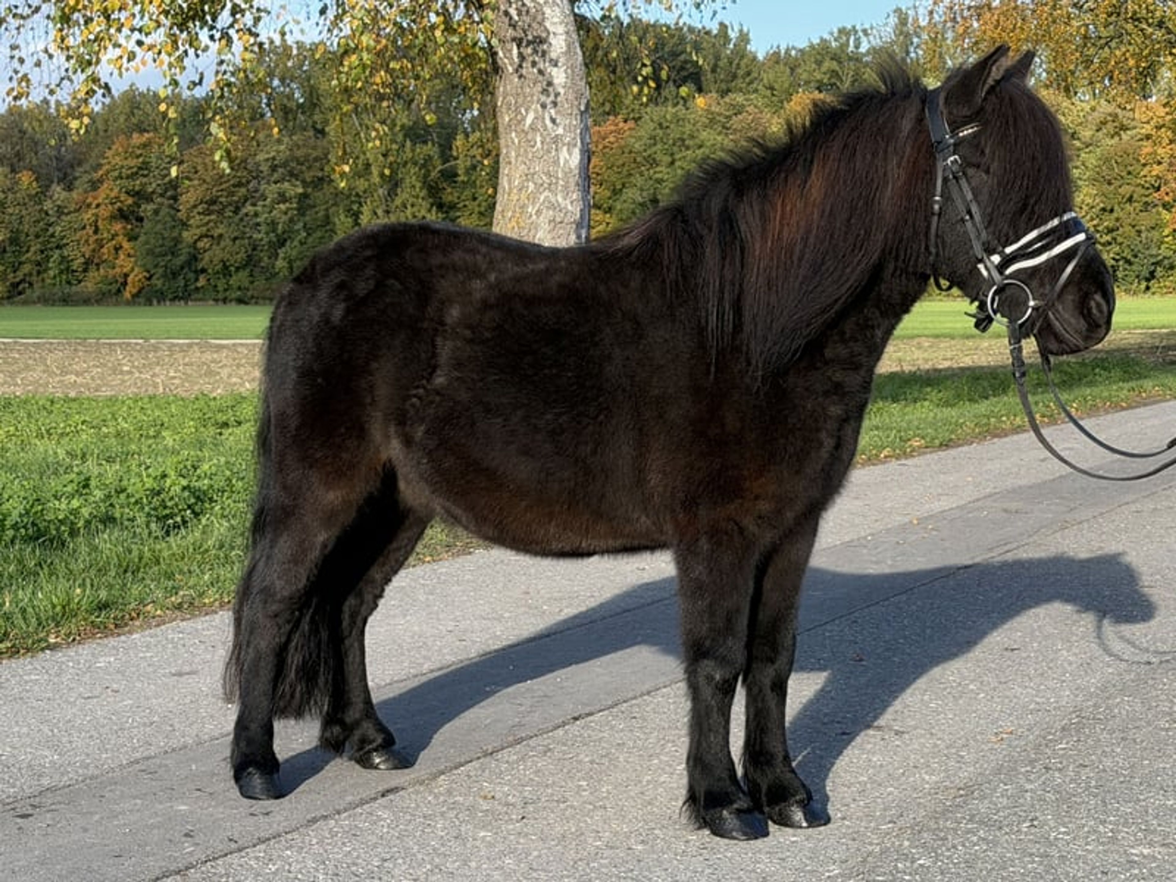 Well-built pony - Image 6