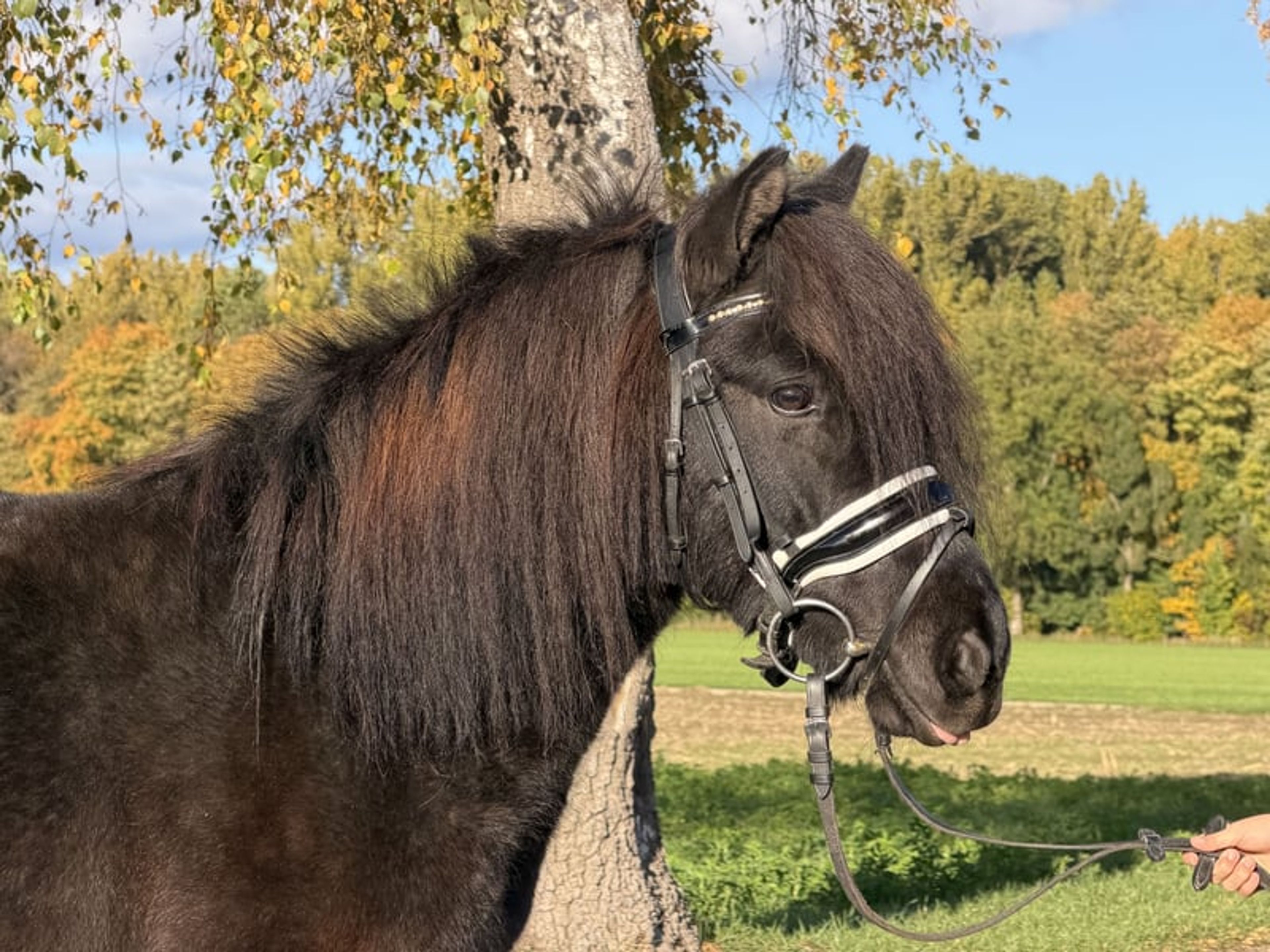 Well-built pony - Image 8