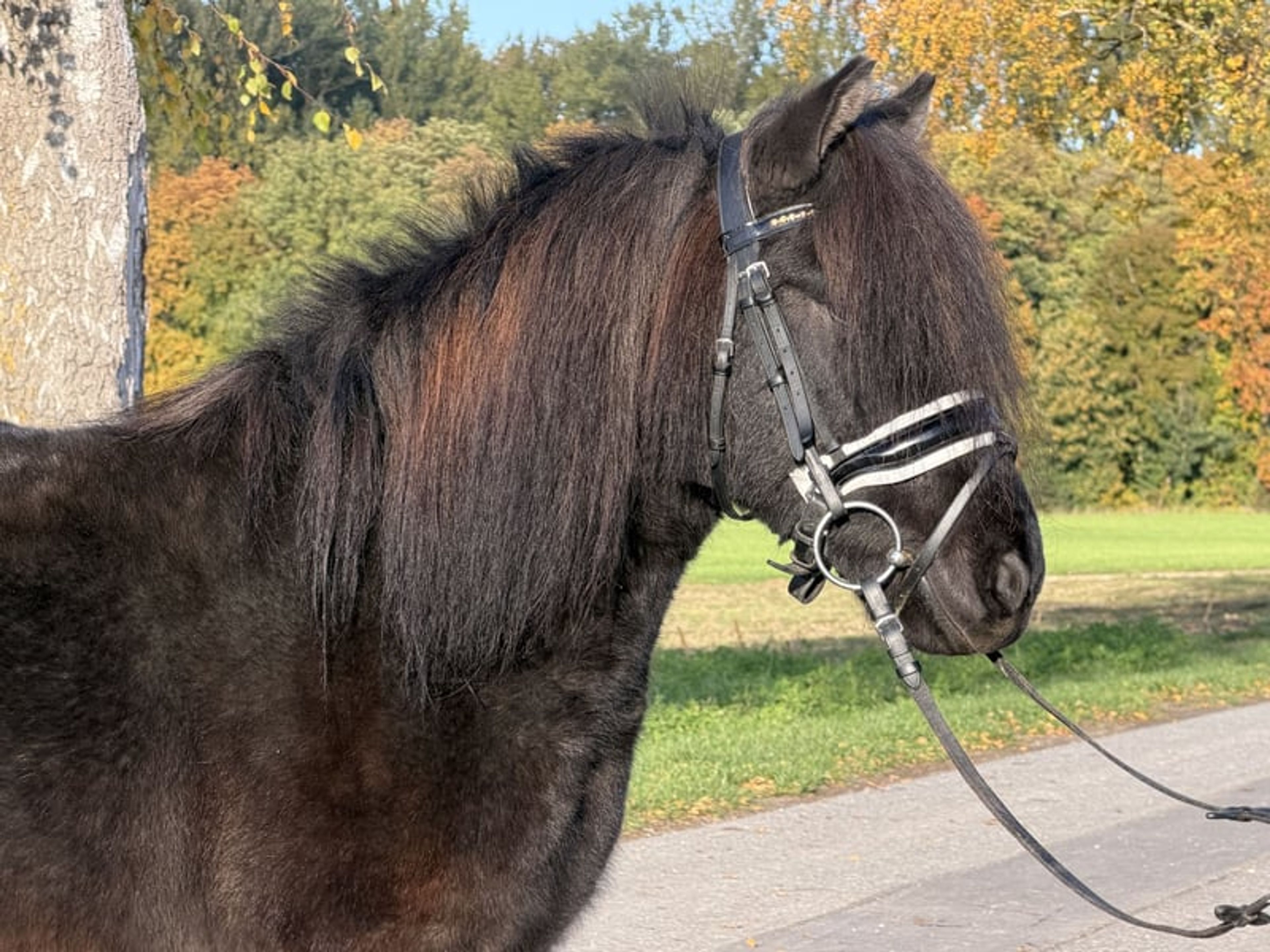 Well-built pony - Image 9