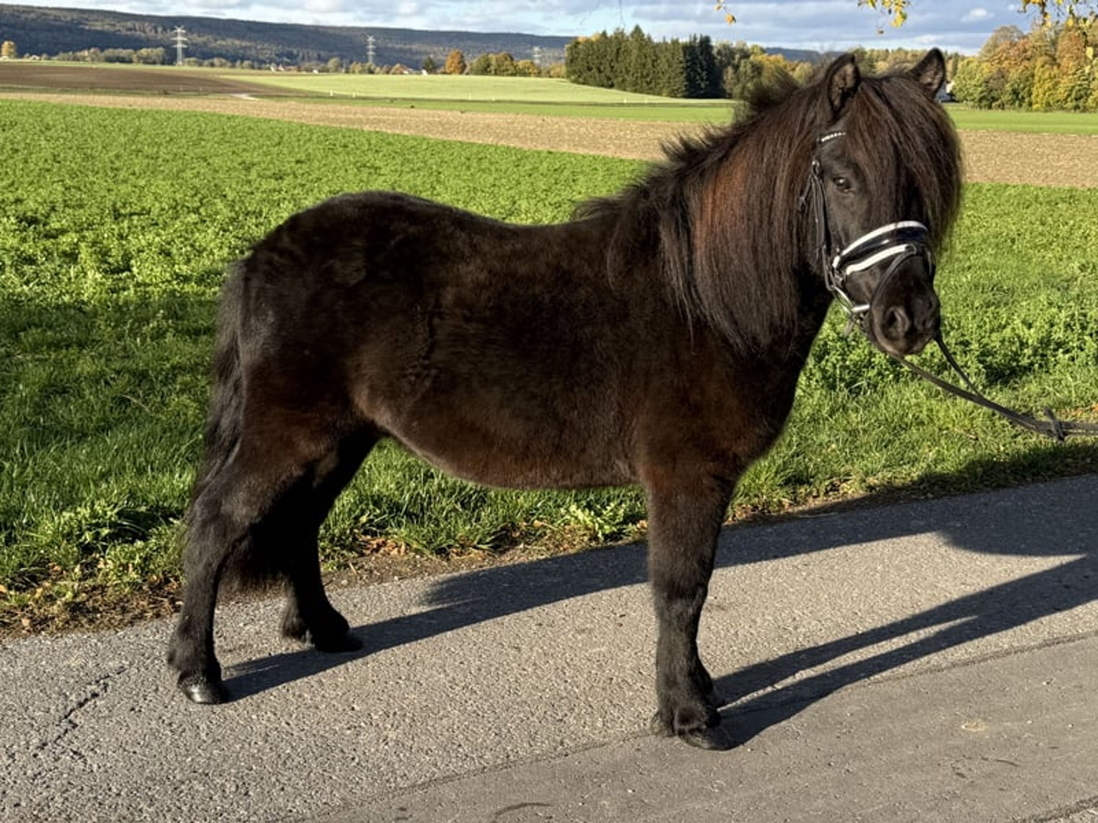 Well-built pony - Image 10