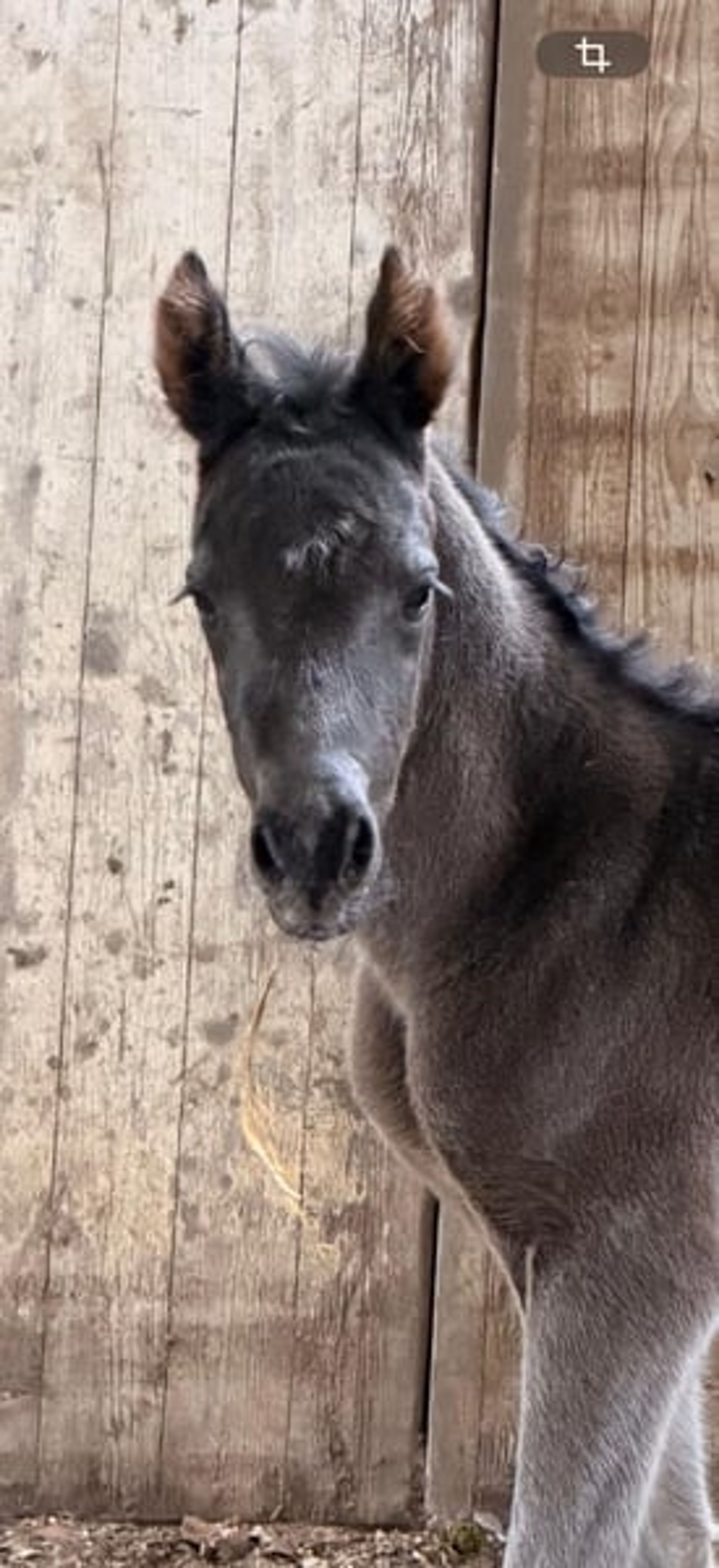 Riding pony colt