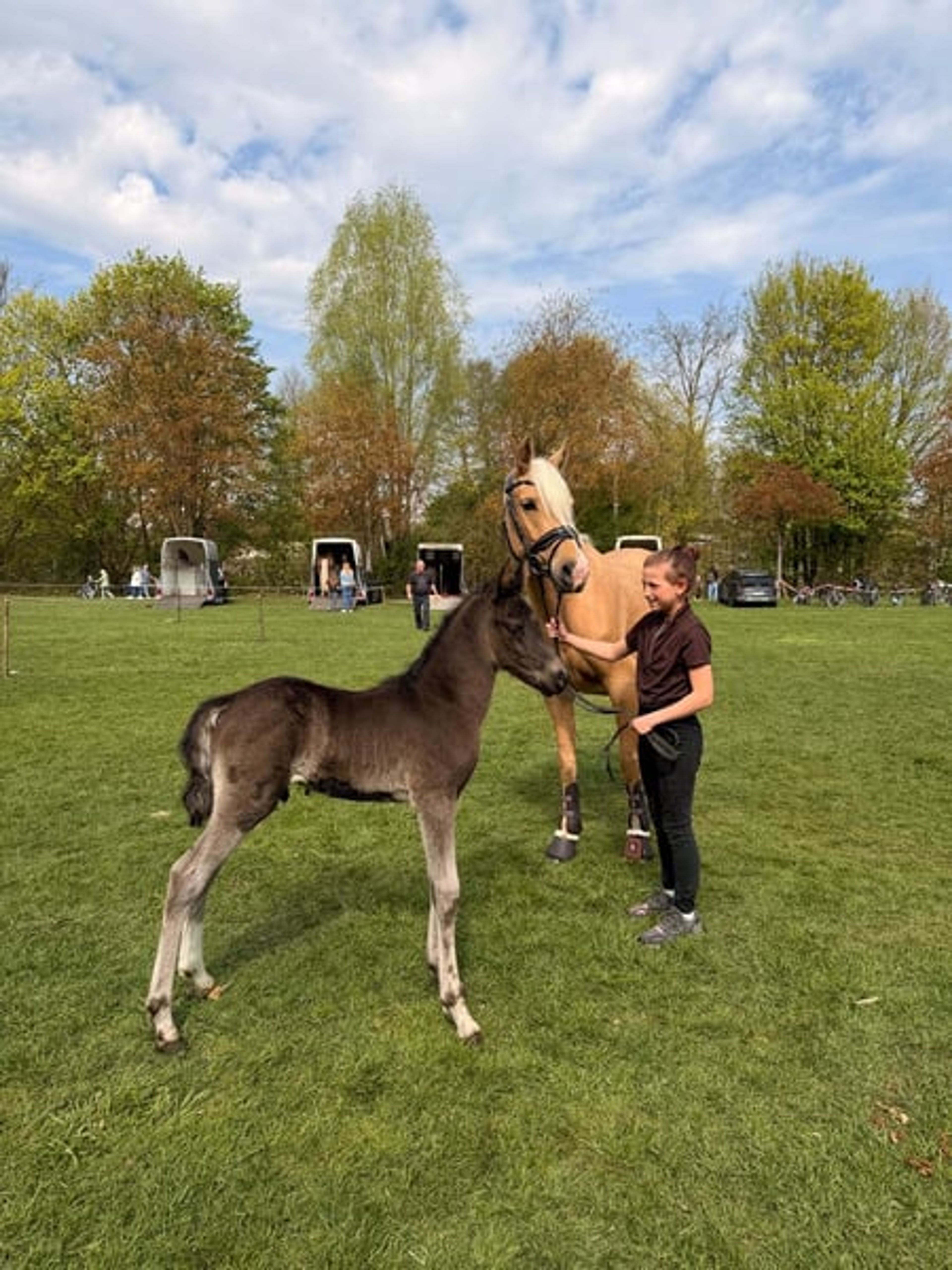 Riding pony colt - Image 2