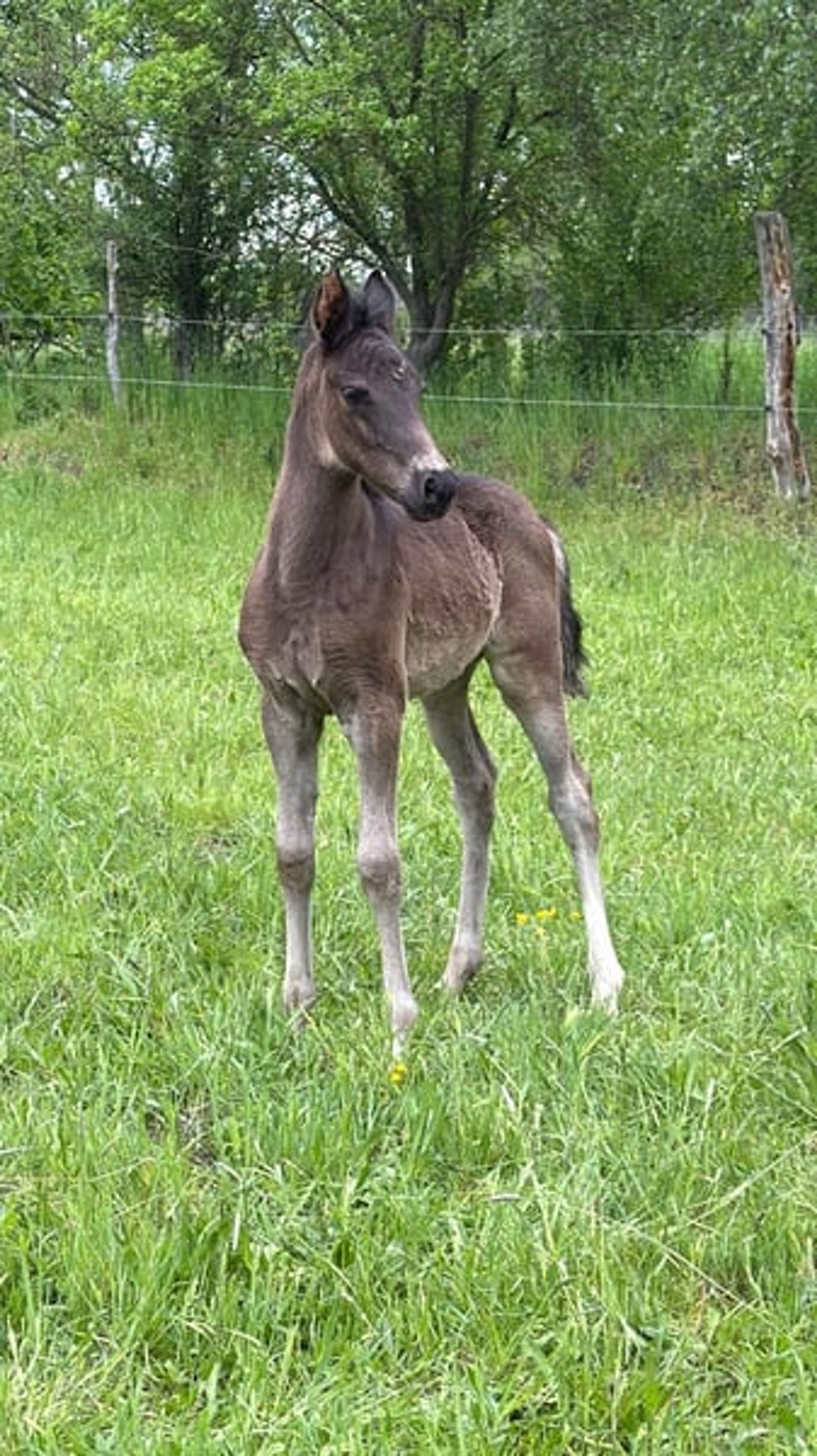 Riding pony colt - Image 3