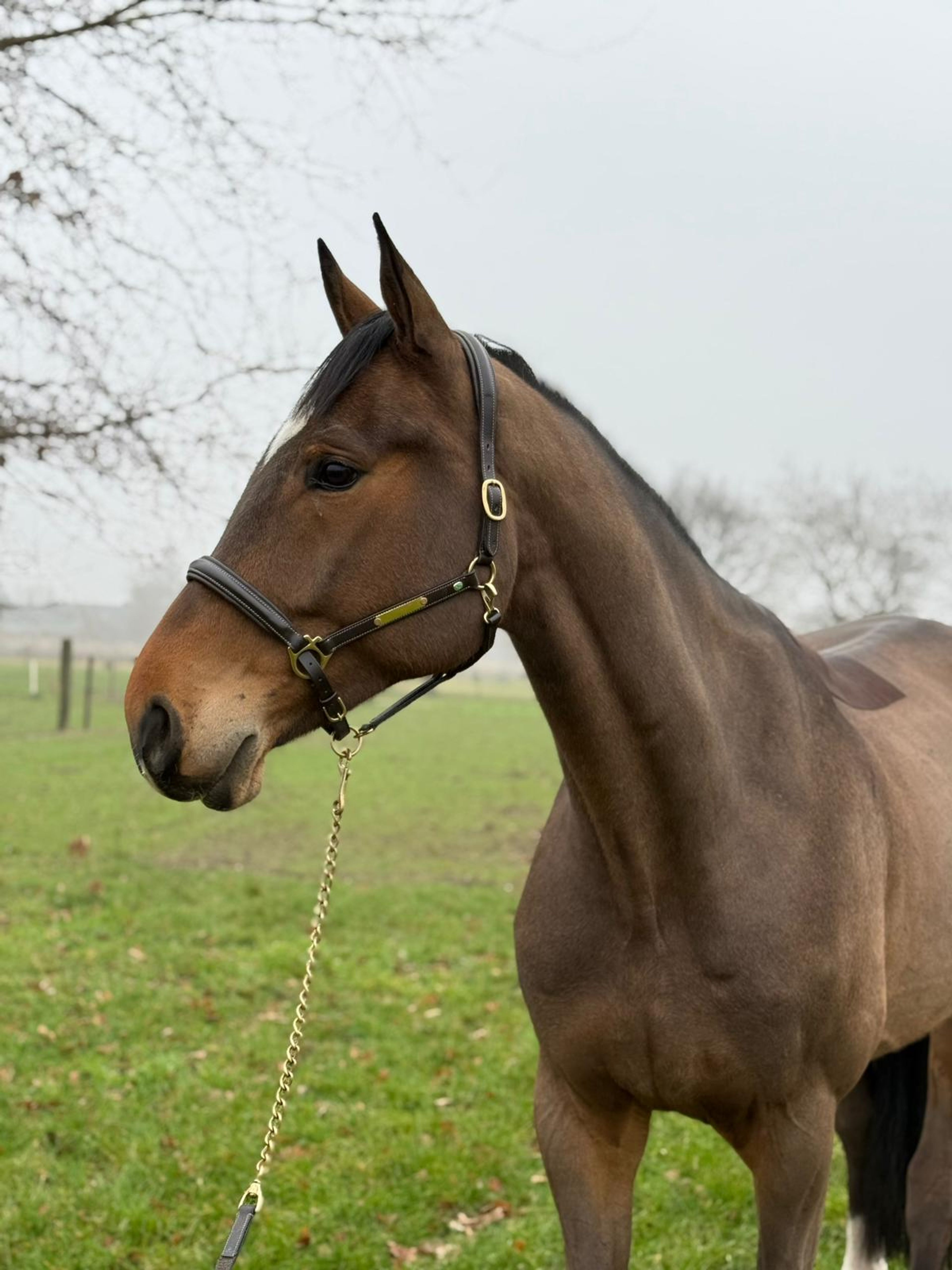 Paramount Maverick S ☆ (LORETTO VDL x PADINUS) - Image 2