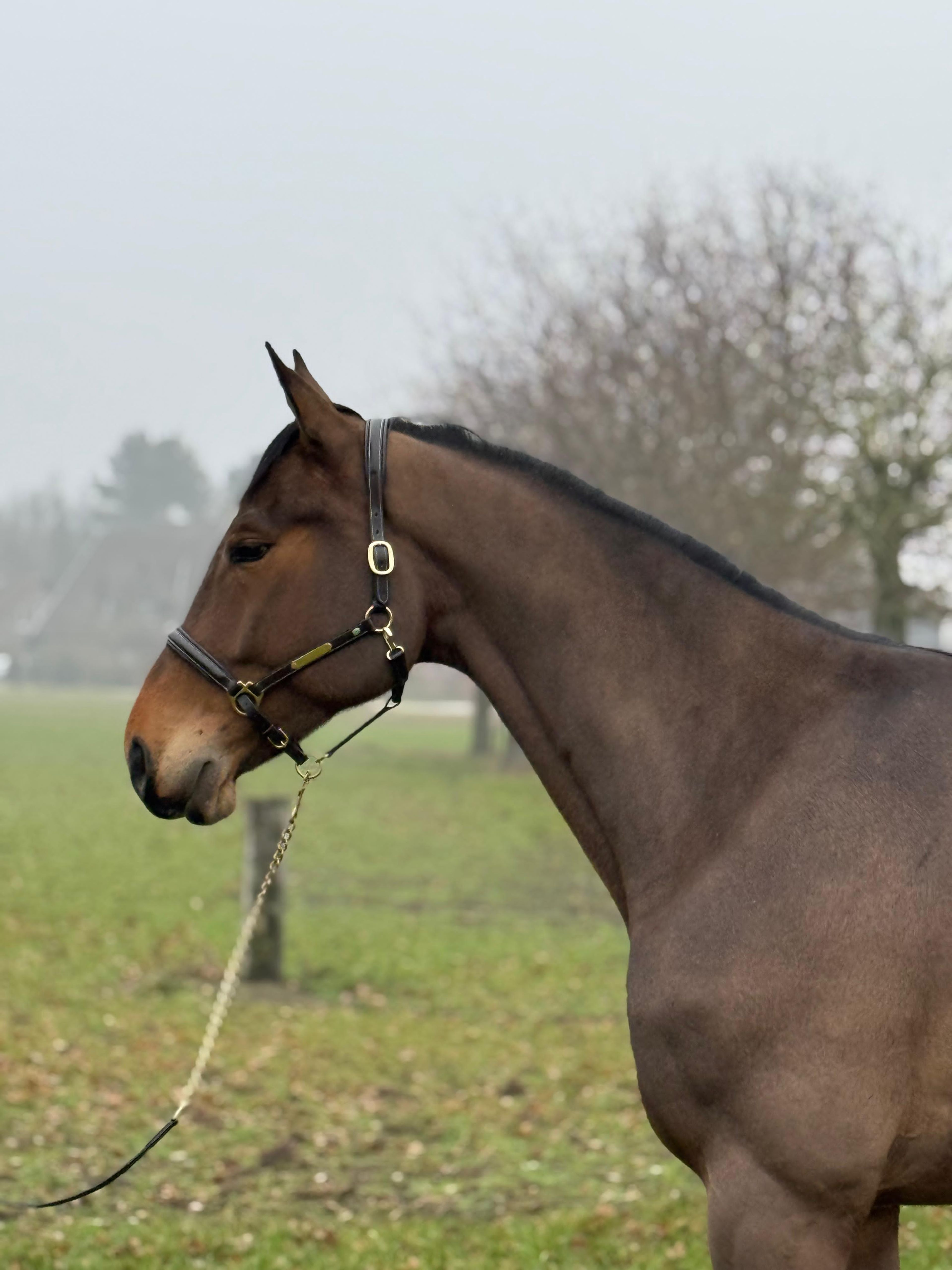 Paramount Maverick S ☆ (LORETTO VDL x PADINUS) - Image 3