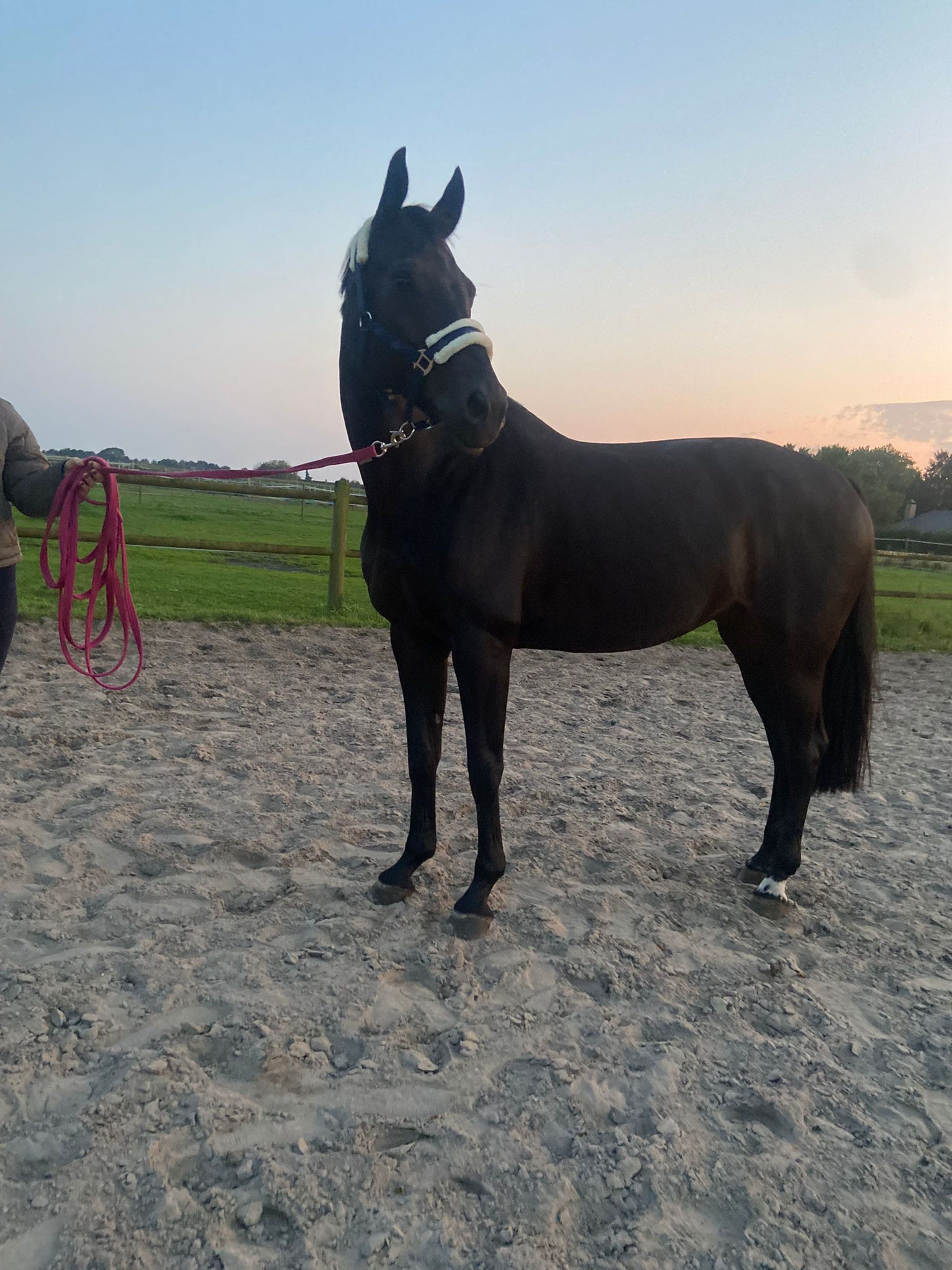 Dolce-tettie - Image 1