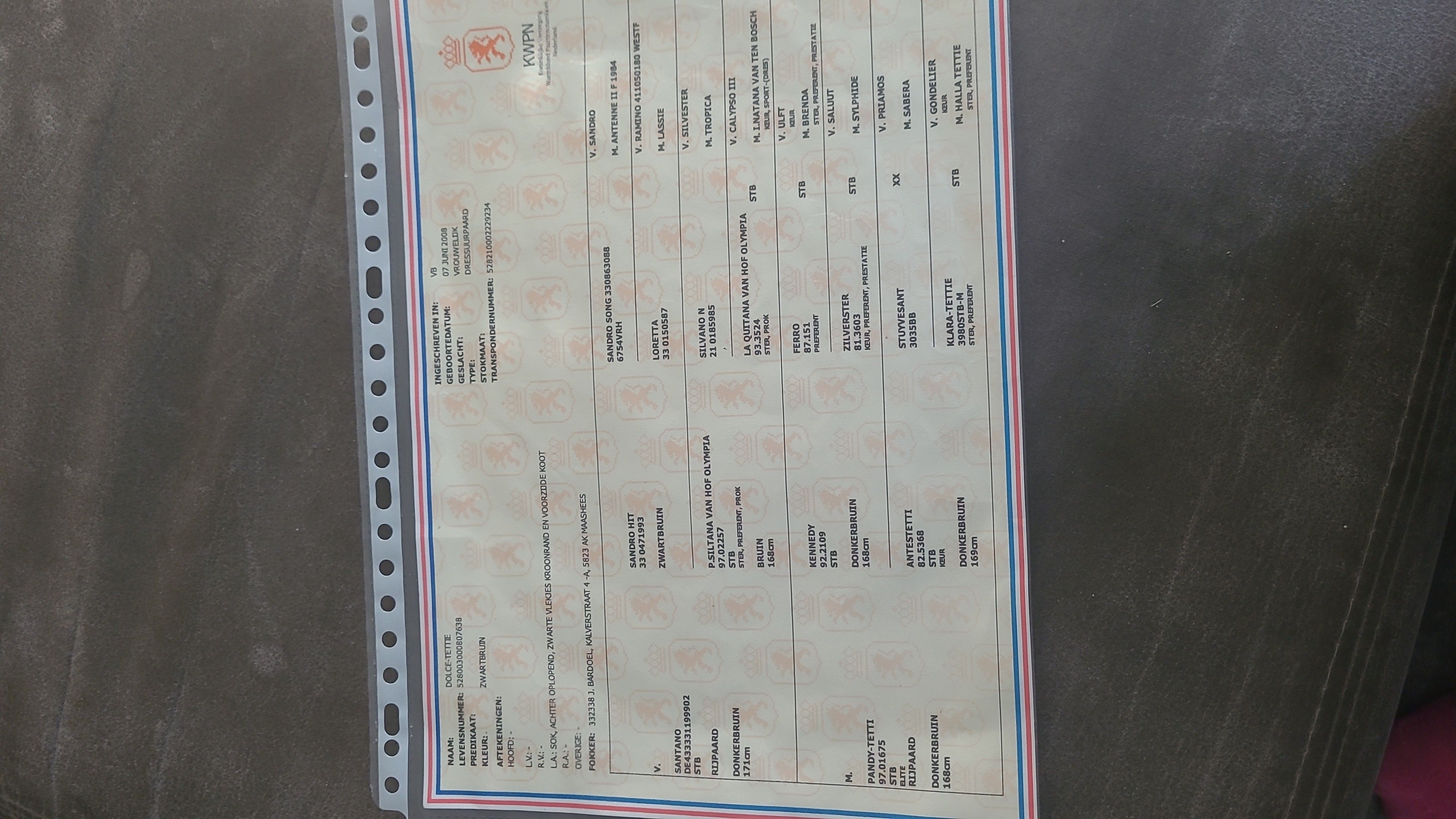 Dolce-tettie - Image 6