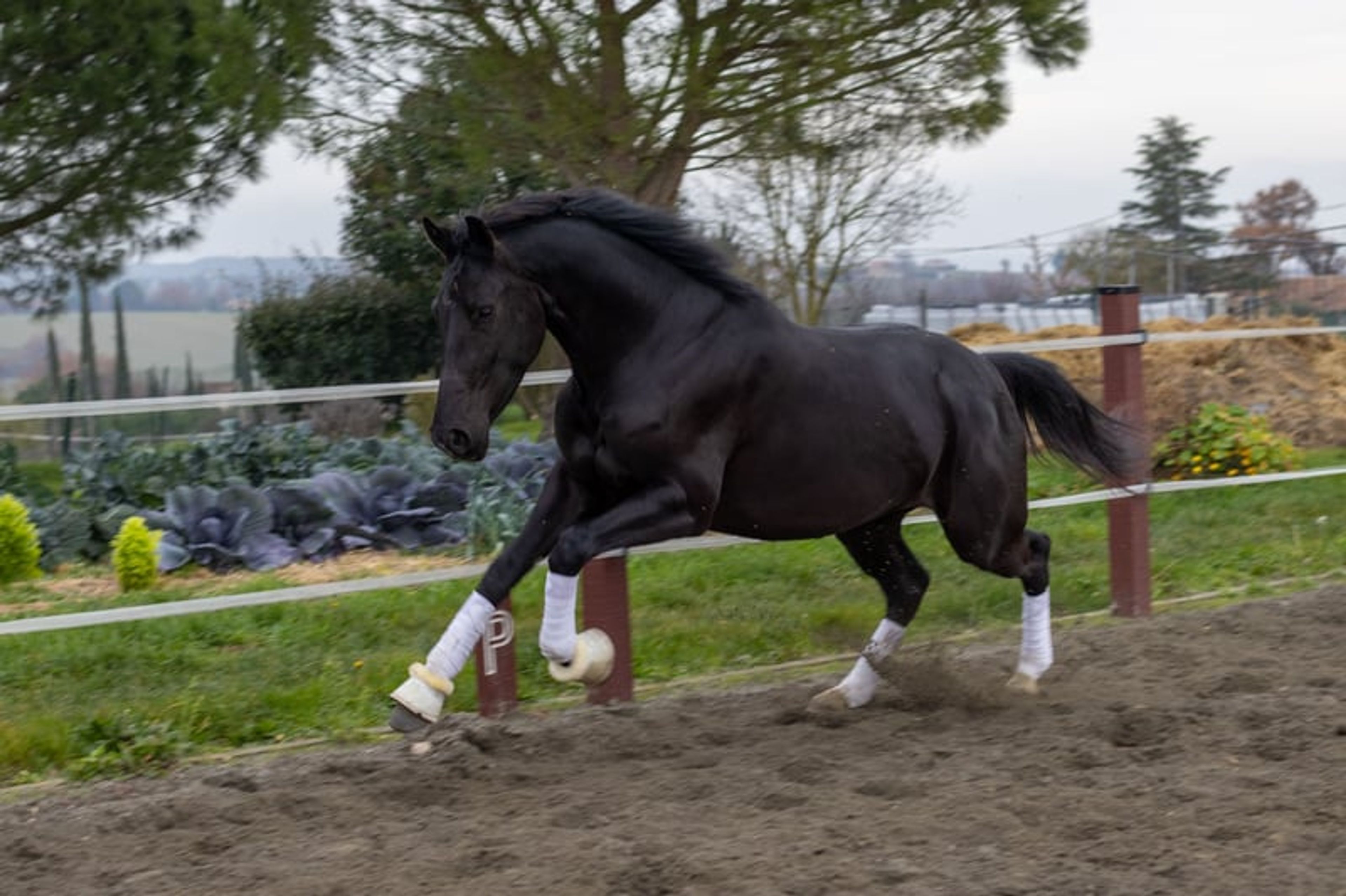4-year-old dressage mare – Finalist at the French Championship - Image 3