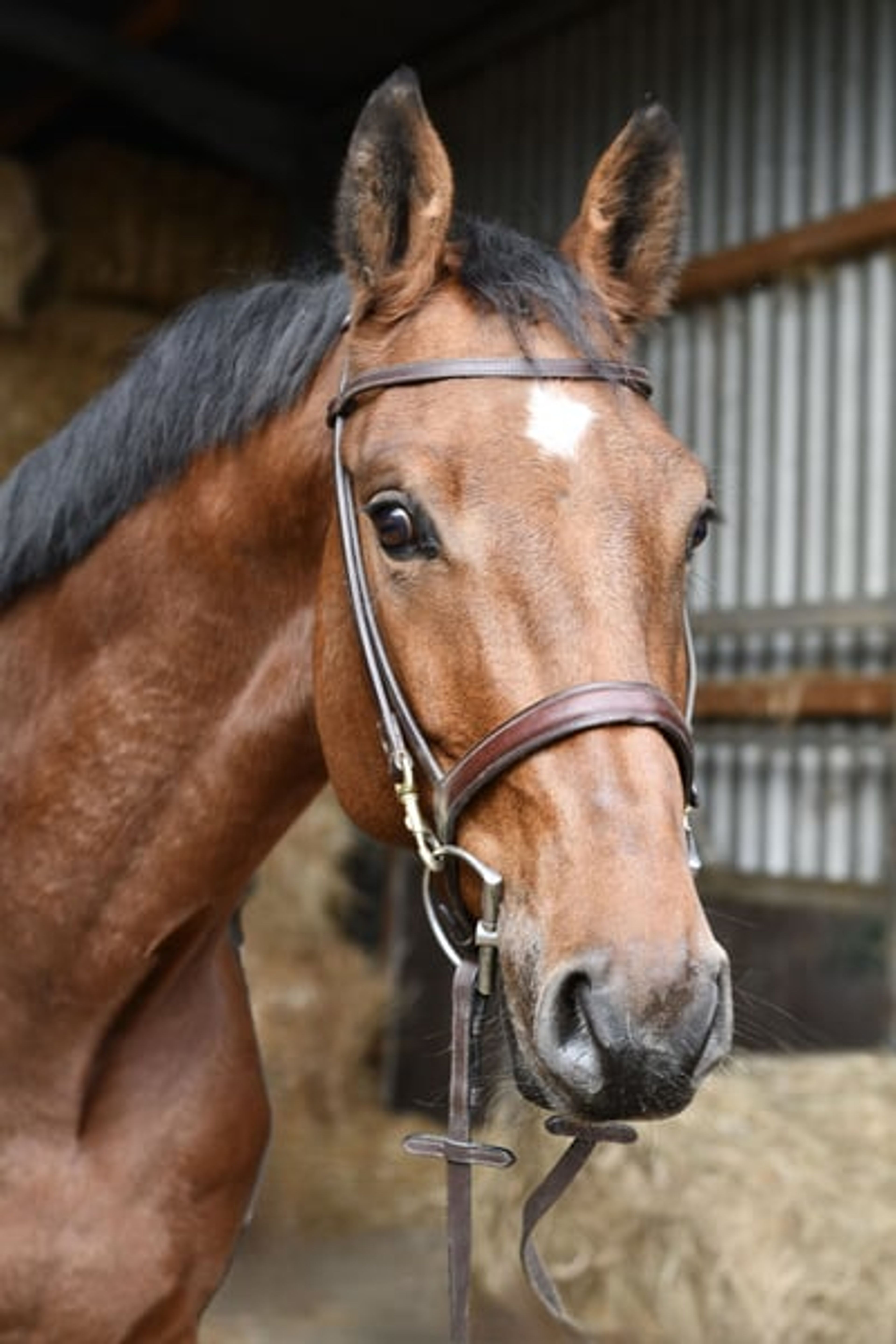 Beautiful, kind and uncomplicated gelding looking for the best possible home.