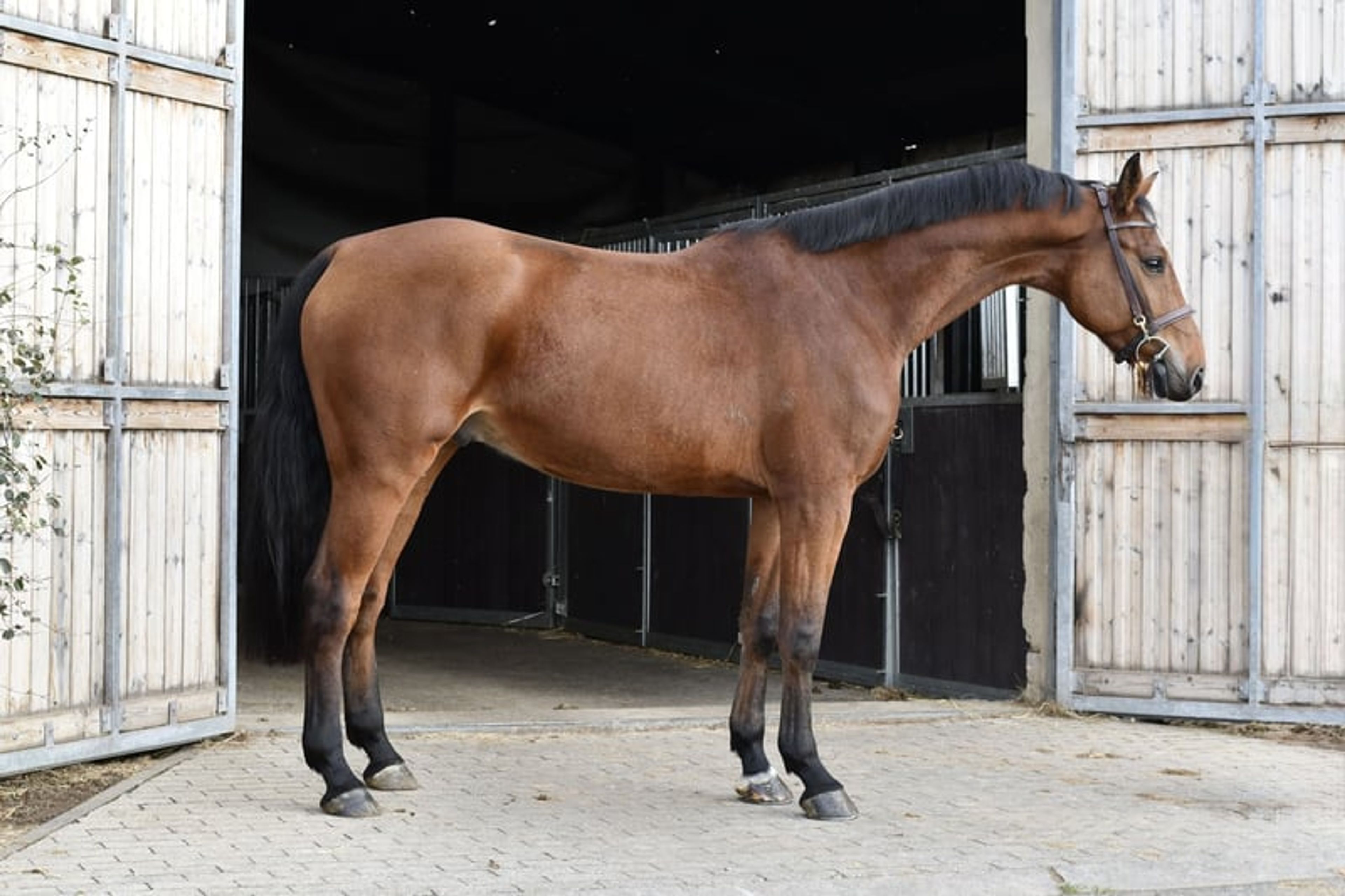 Beautiful, kind and uncomplicated gelding looking for the best possible home. - Image 2