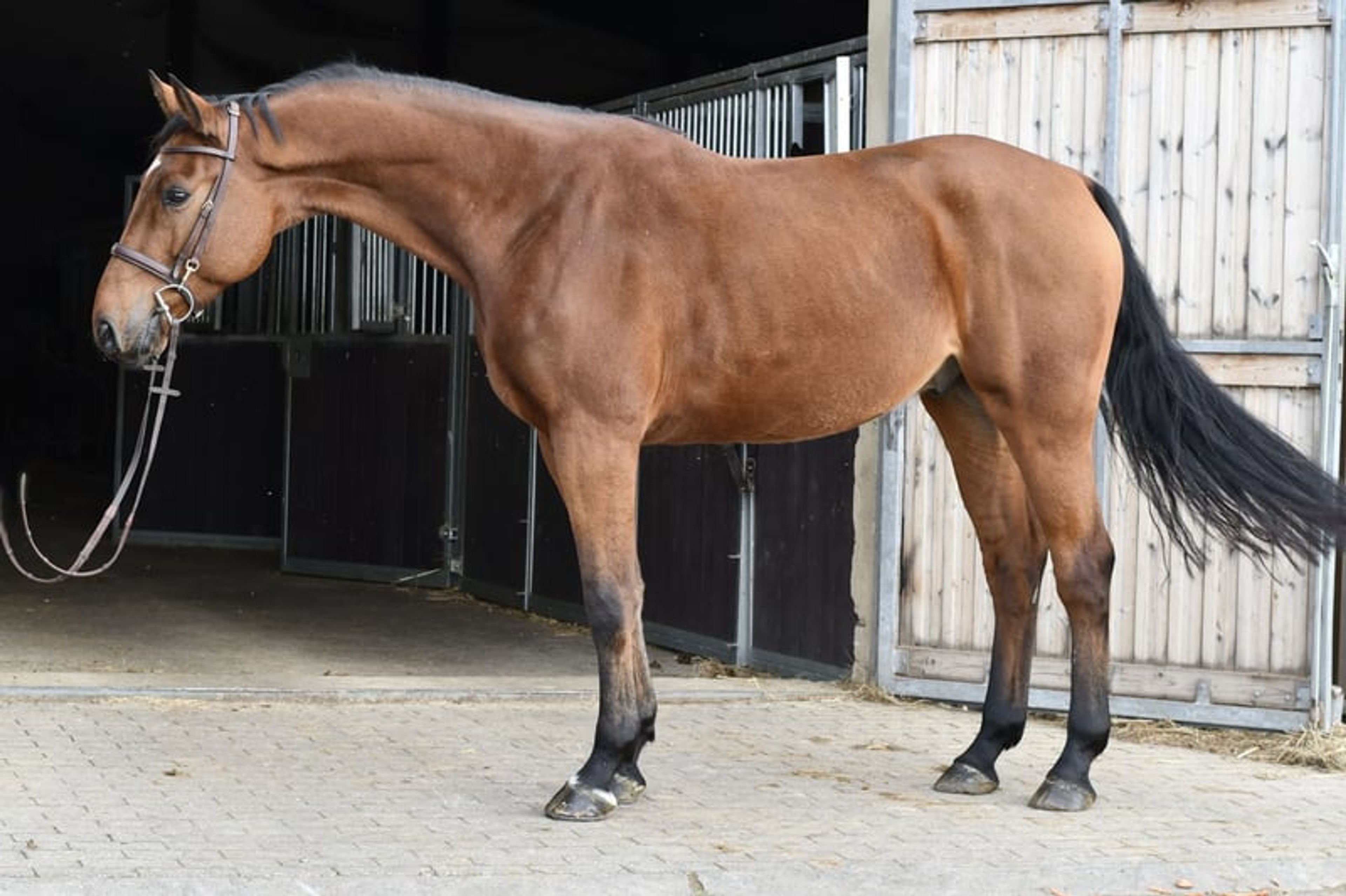 Beautiful, kind and uncomplicated gelding looking for the best possible home. - Image 3