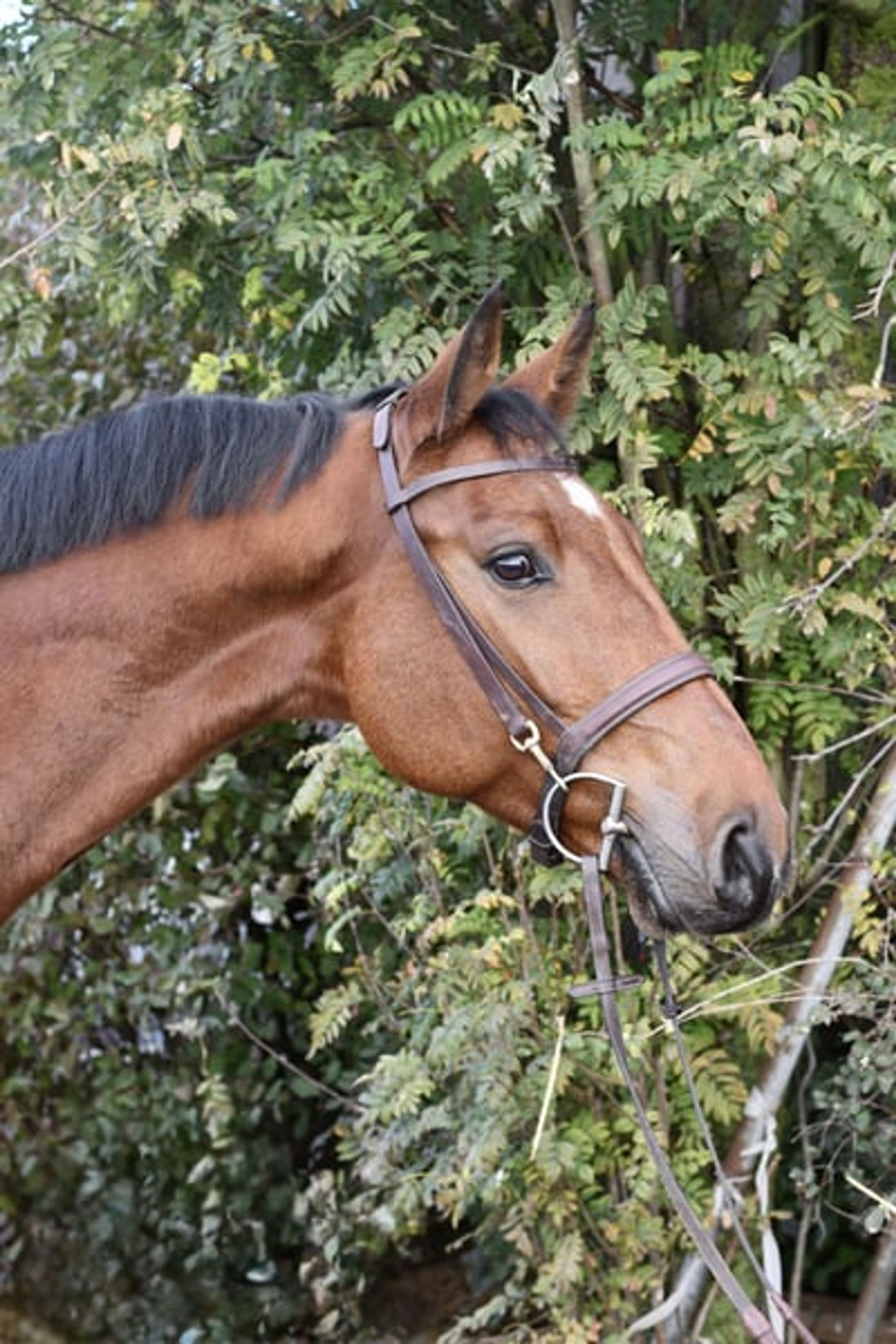 Beautiful, kind and uncomplicated gelding looking for the best possible home. - Image 4