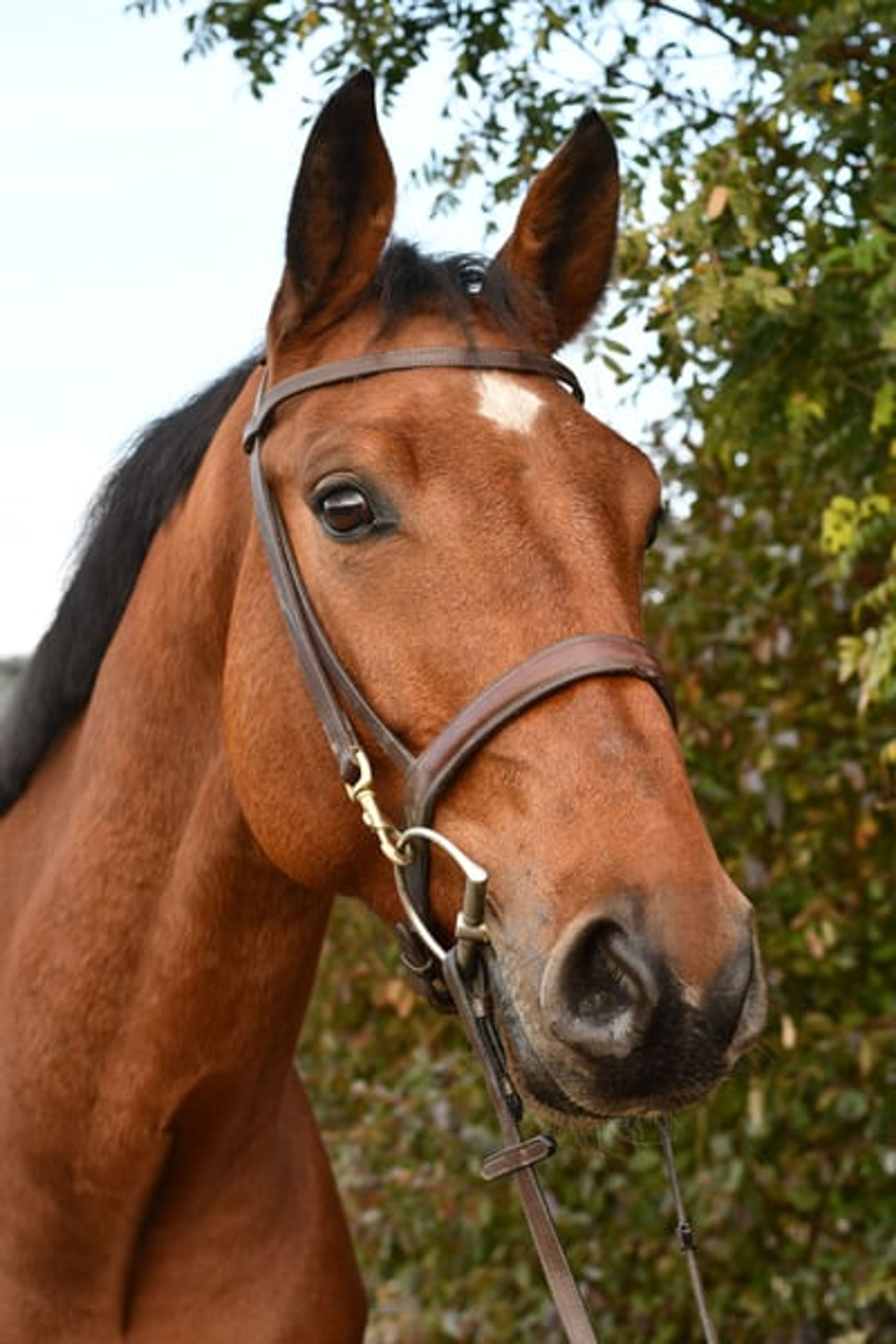 Beautiful, kind and uncomplicated gelding looking for the best possible home. - Image 5