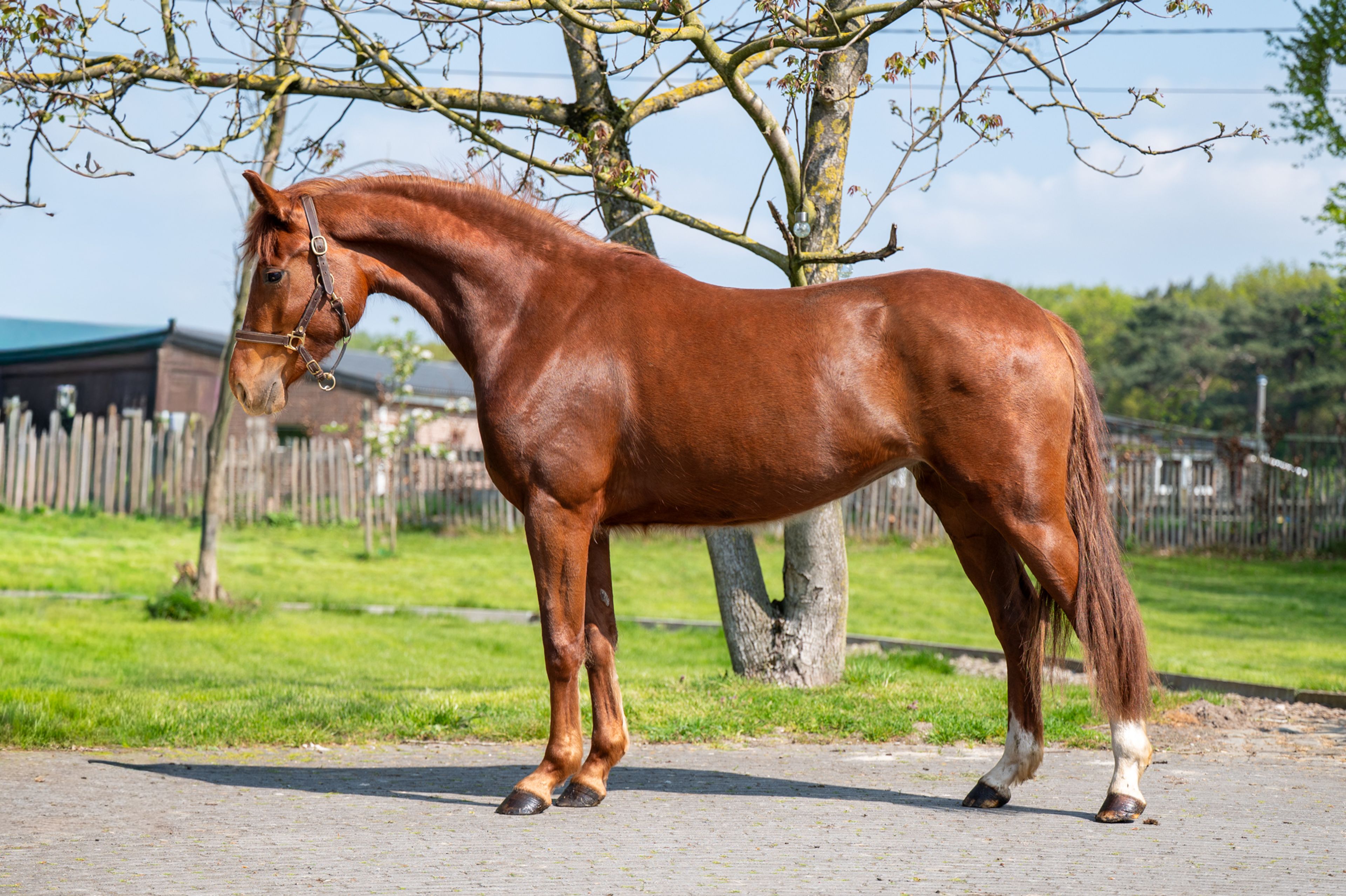 The Flashmob vd Toem (FLASHBANG x ROHDIAMANT) - Image 1