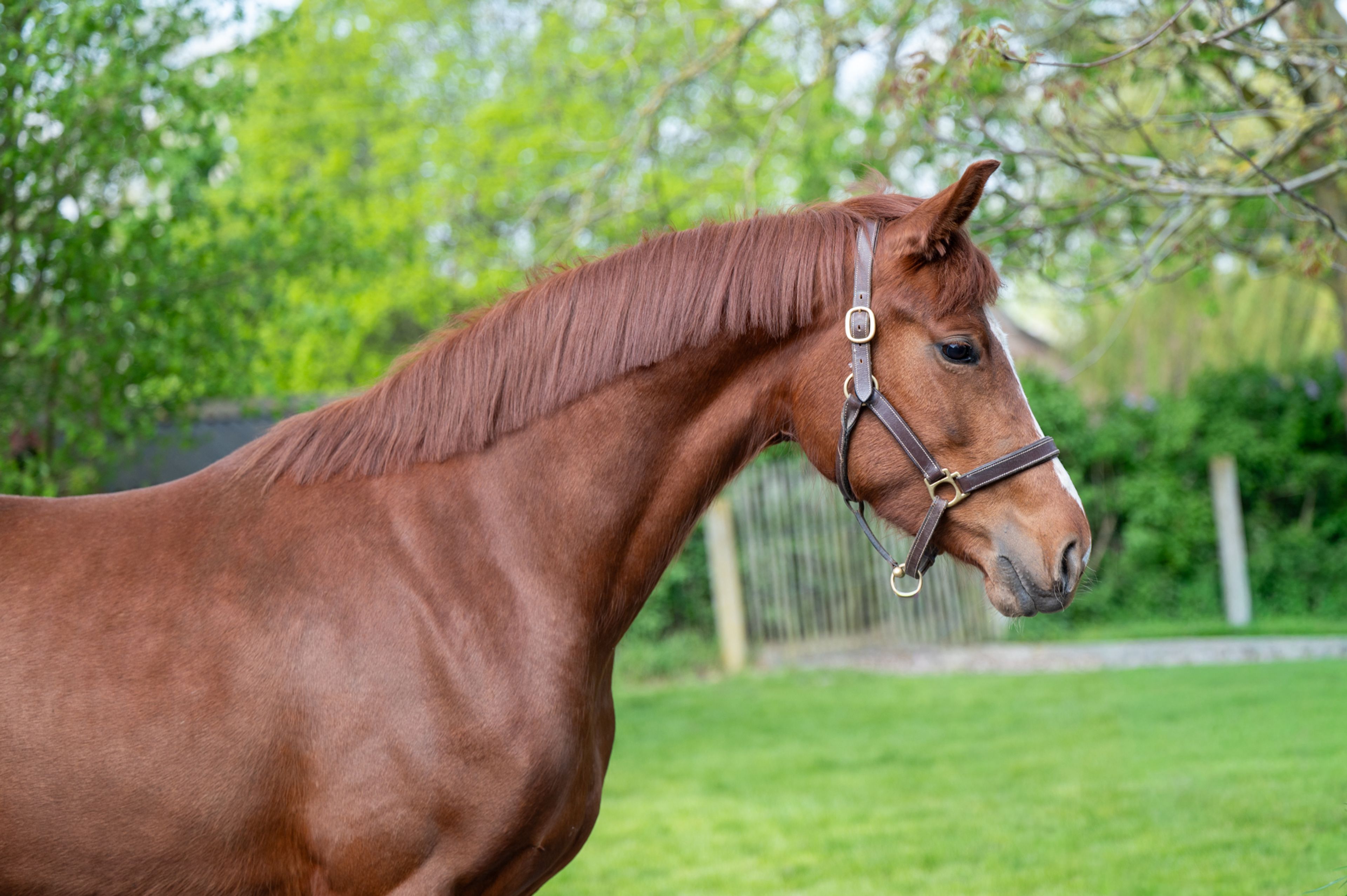 The Flashmob vd Toem (FLASHBANG x ROHDIAMANT) - Image 2