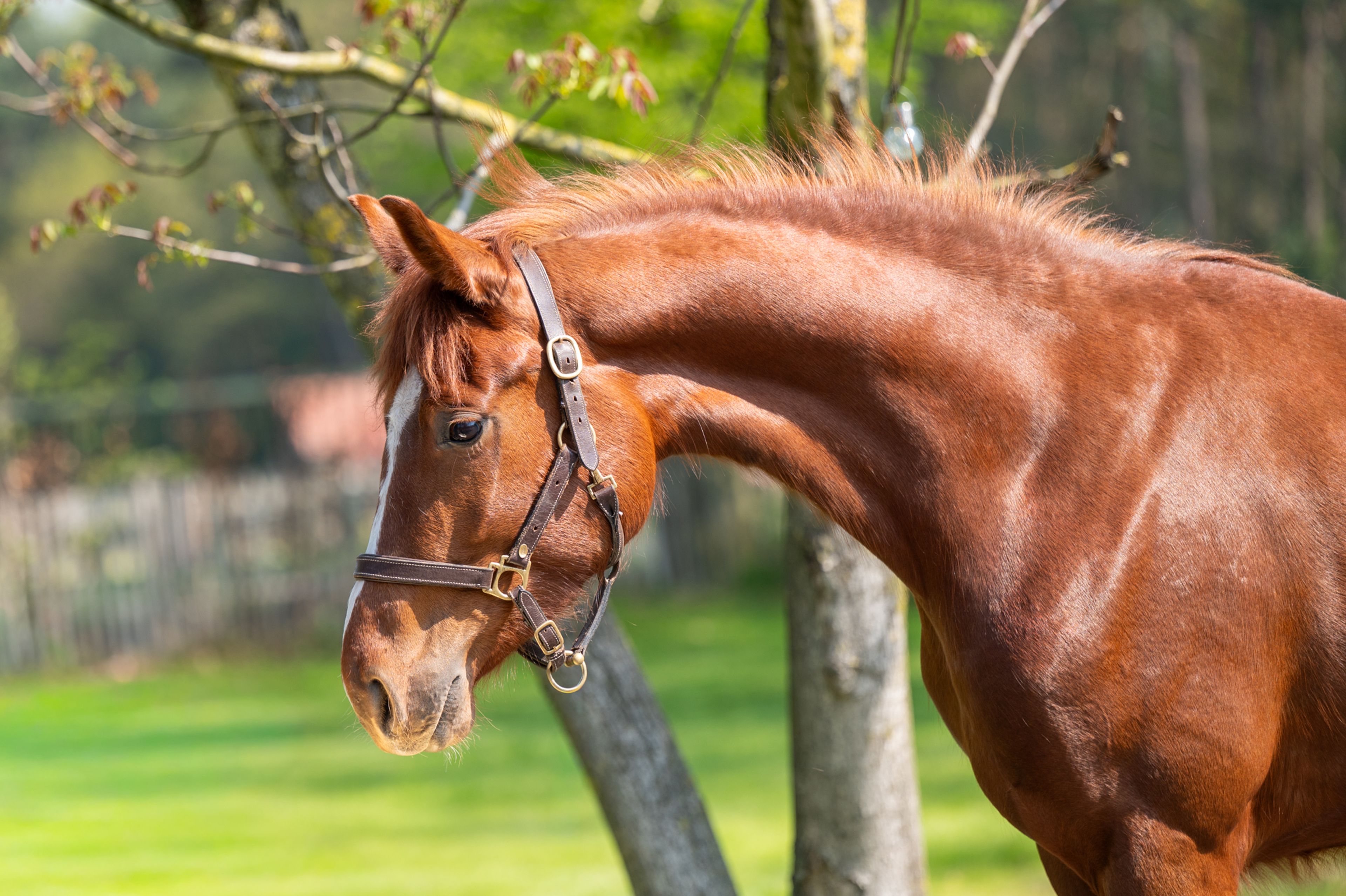 The Flashmob vd Toem (FLASHBANG x ROHDIAMANT) - Image 3