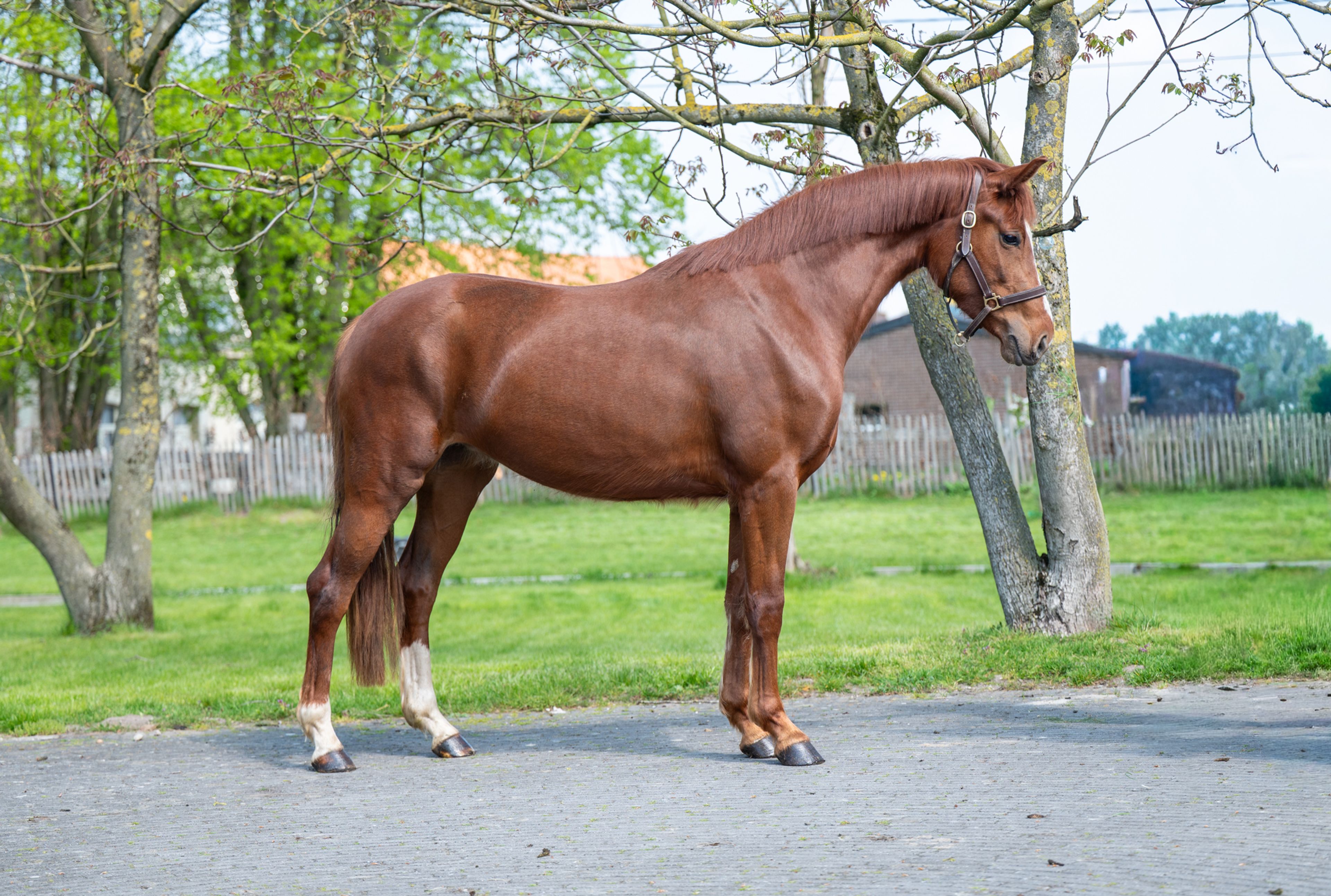 The Flashmob vd Toem (FLASHBANG x ROHDIAMANT) - Image 4