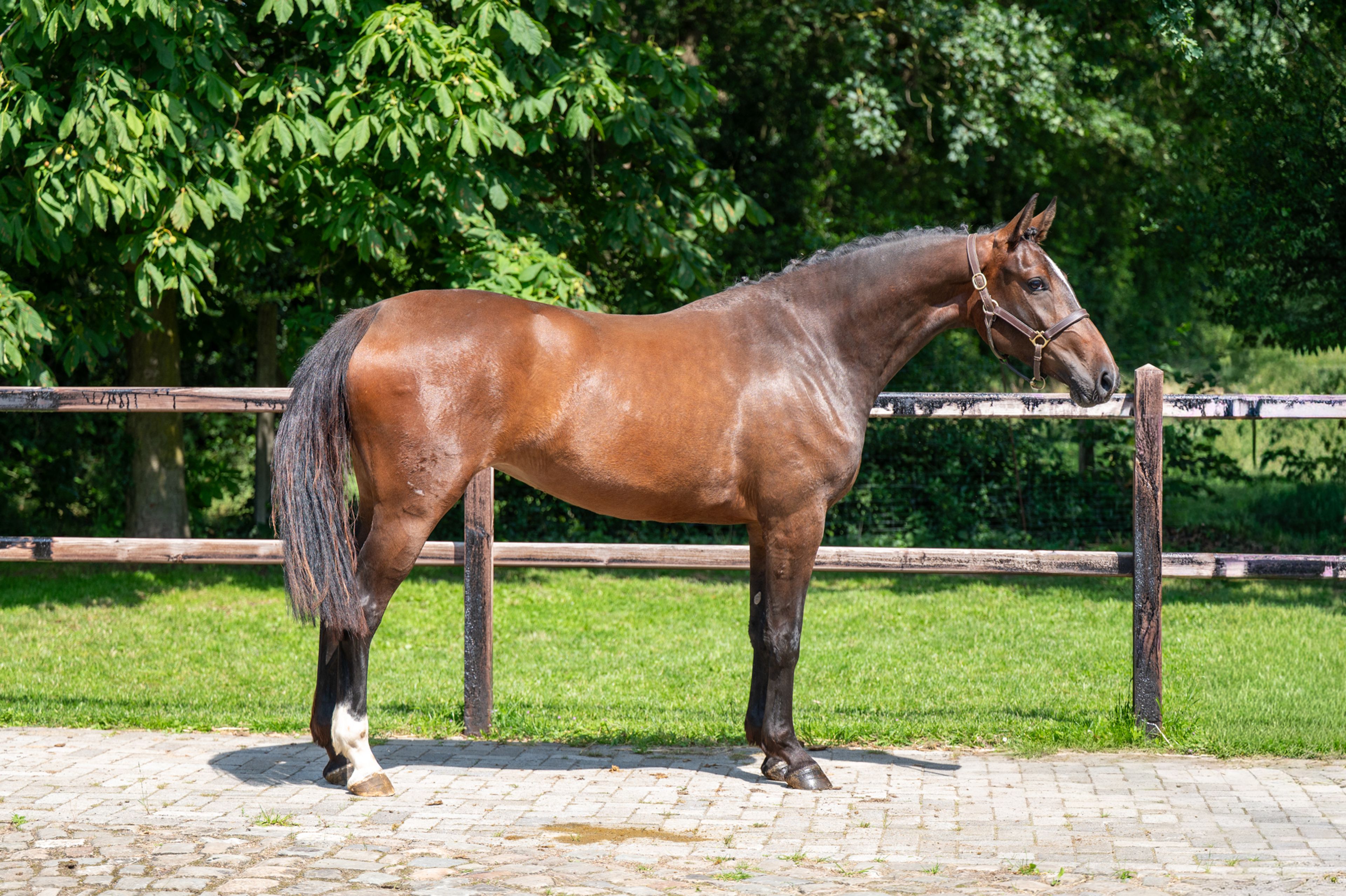 Liangela Z (LIANOS SITTE x TANGELO VD ZUUTHOEVE) - Image 1