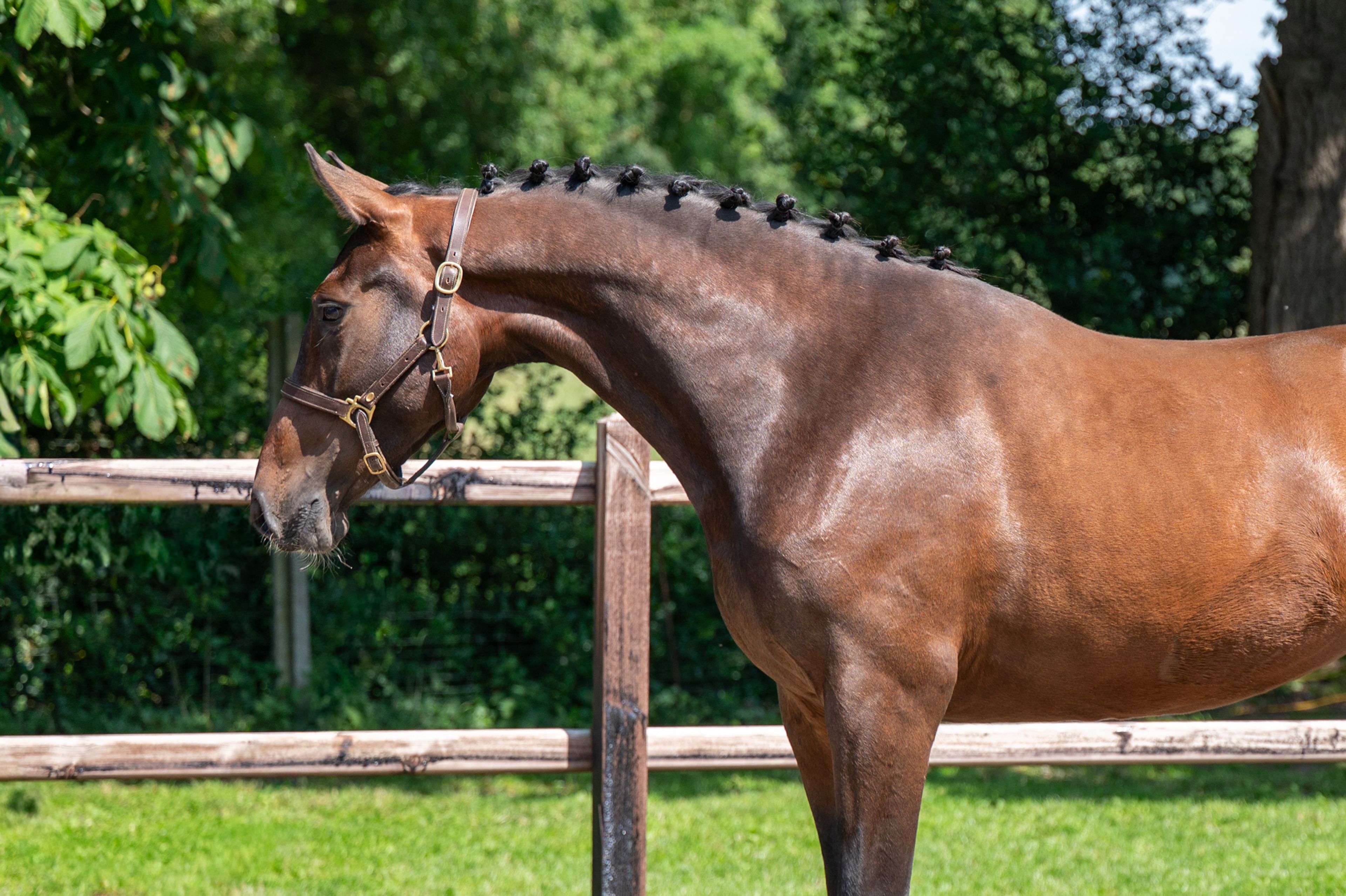 Liangela Z (LIANOS SITTE x TANGELO VD ZUUTHOEVE) - Image 2
