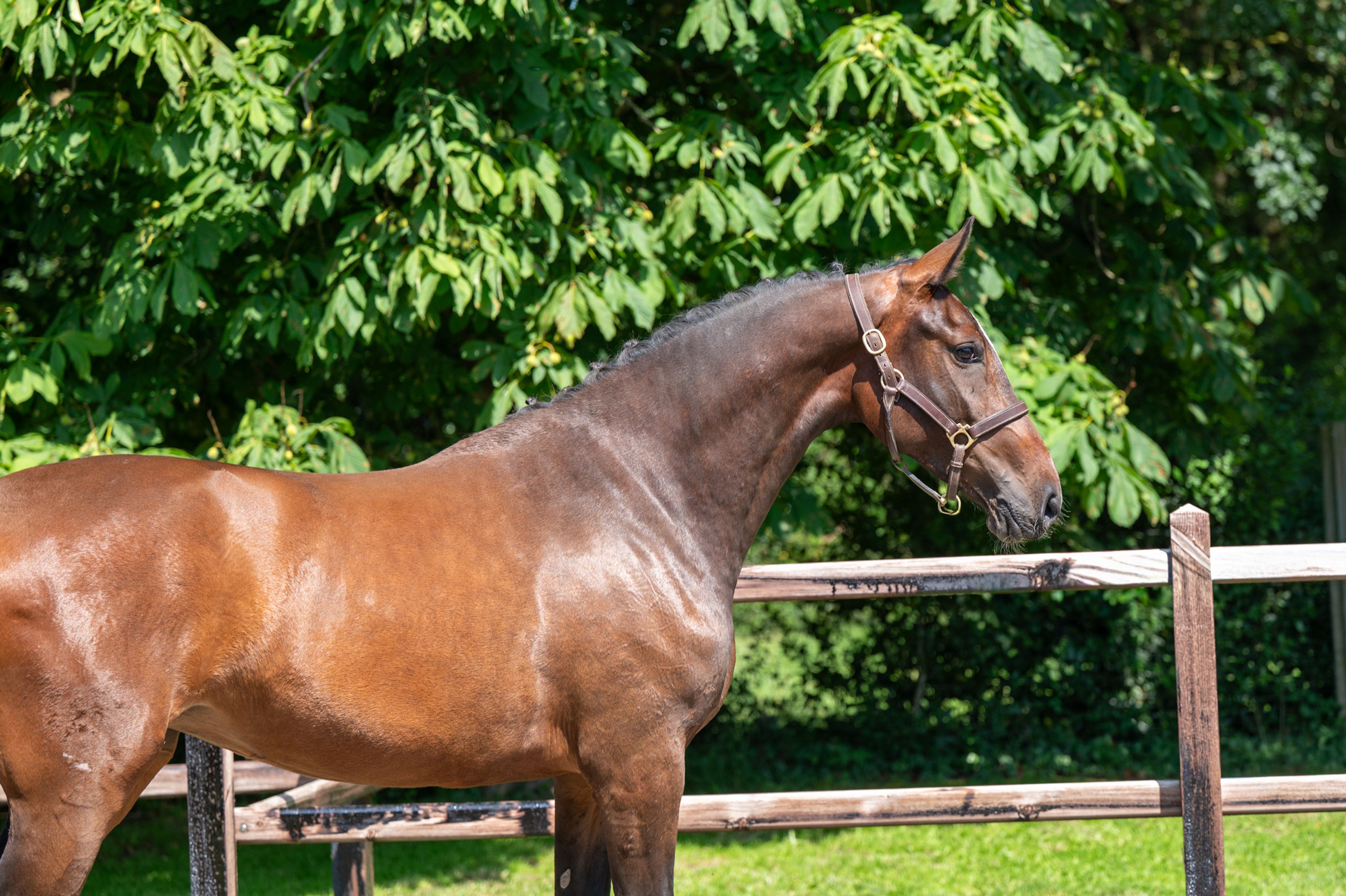 Liangela Z (LIANOS SITTE x TANGELO VD ZUUTHOEVE) - Image 3