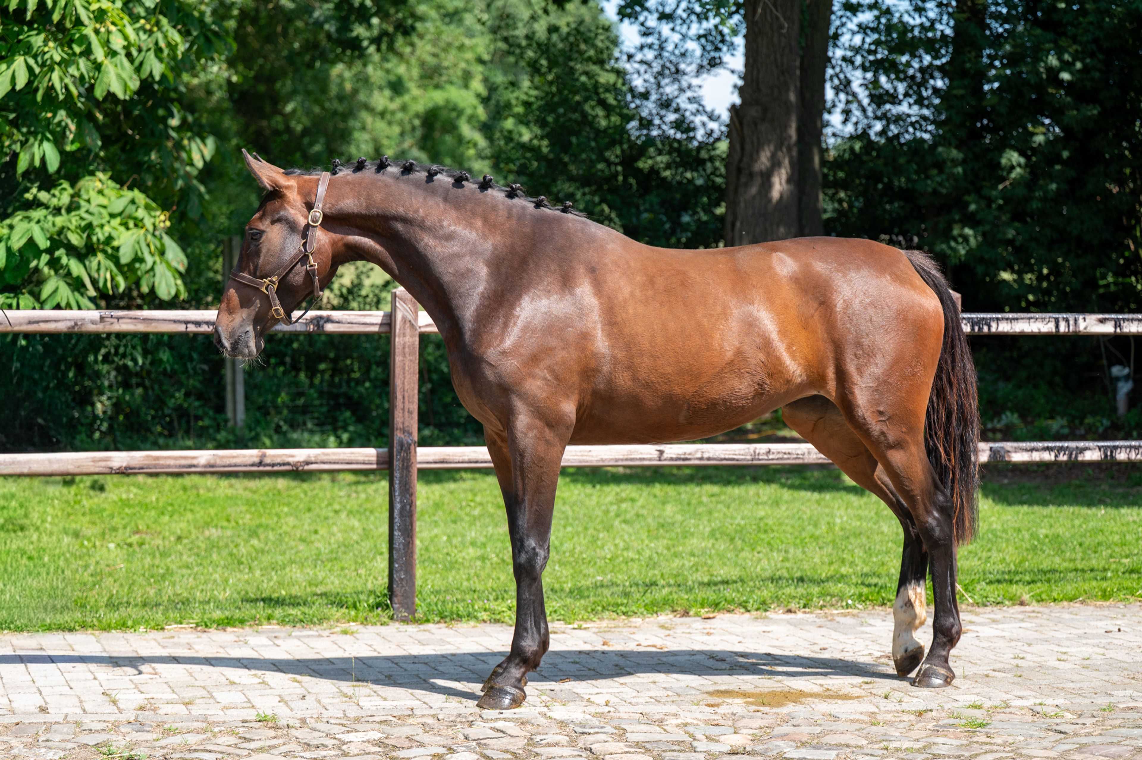 Liangela Z (LIANOS SITTE x TANGELO VD ZUUTHOEVE) - Image 4