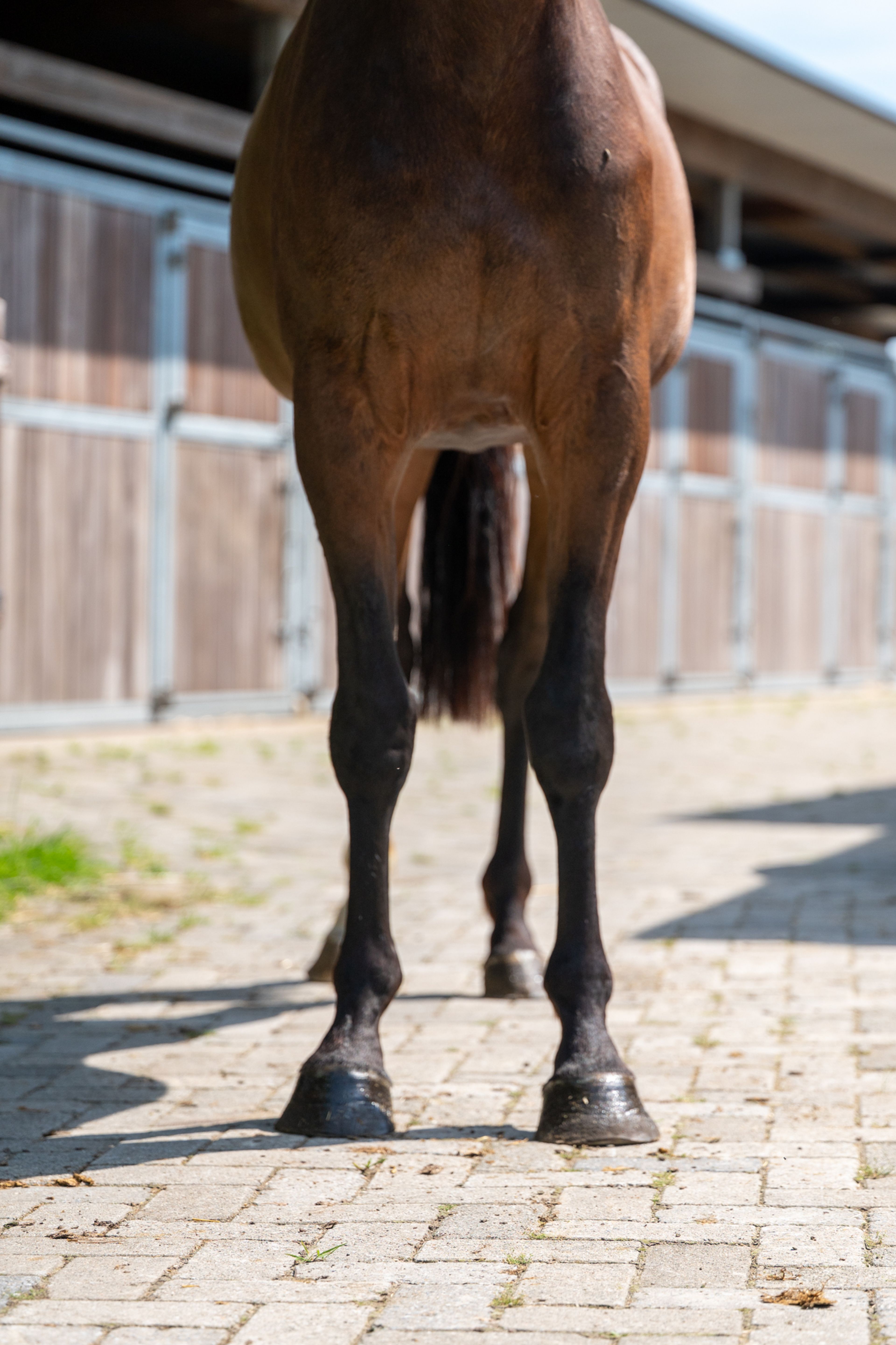 Liangela Z (LIANOS SITTE x TANGELO VD ZUUTHOEVE) - Image 5