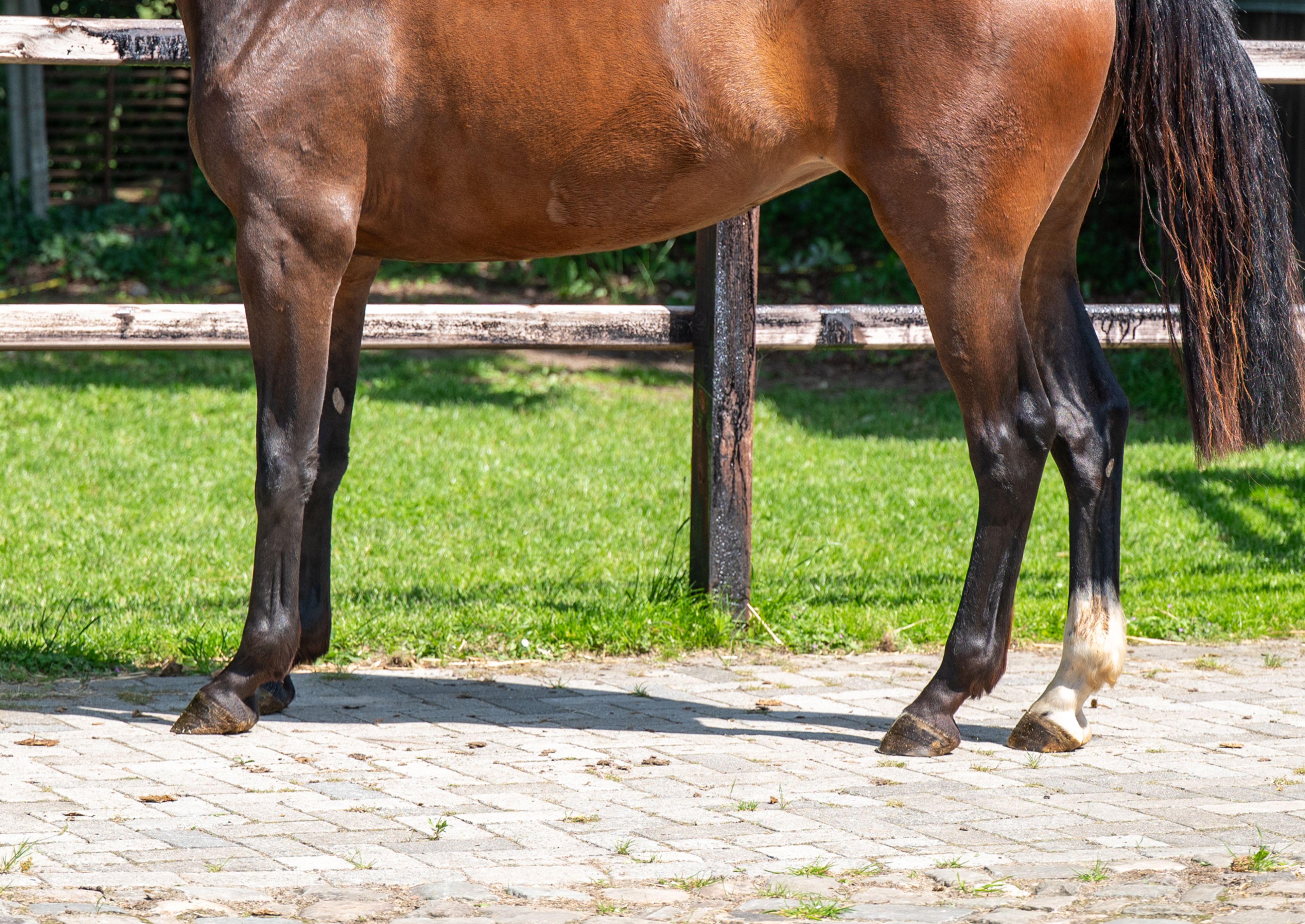 Liangela Z (LIANOS SITTE x TANGELO VD ZUUTHOEVE) - Image 6