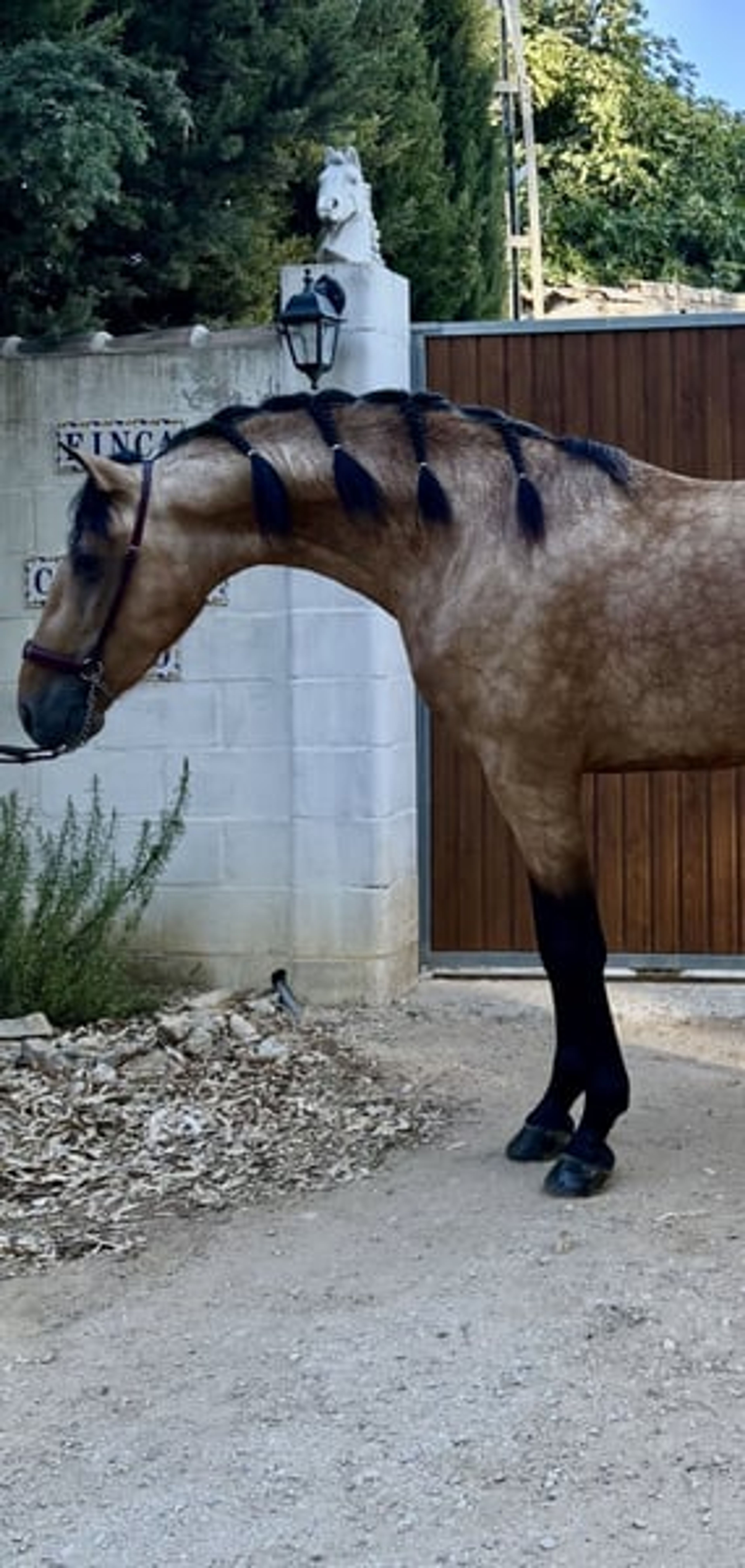 PRE Dressage Horse for Sale