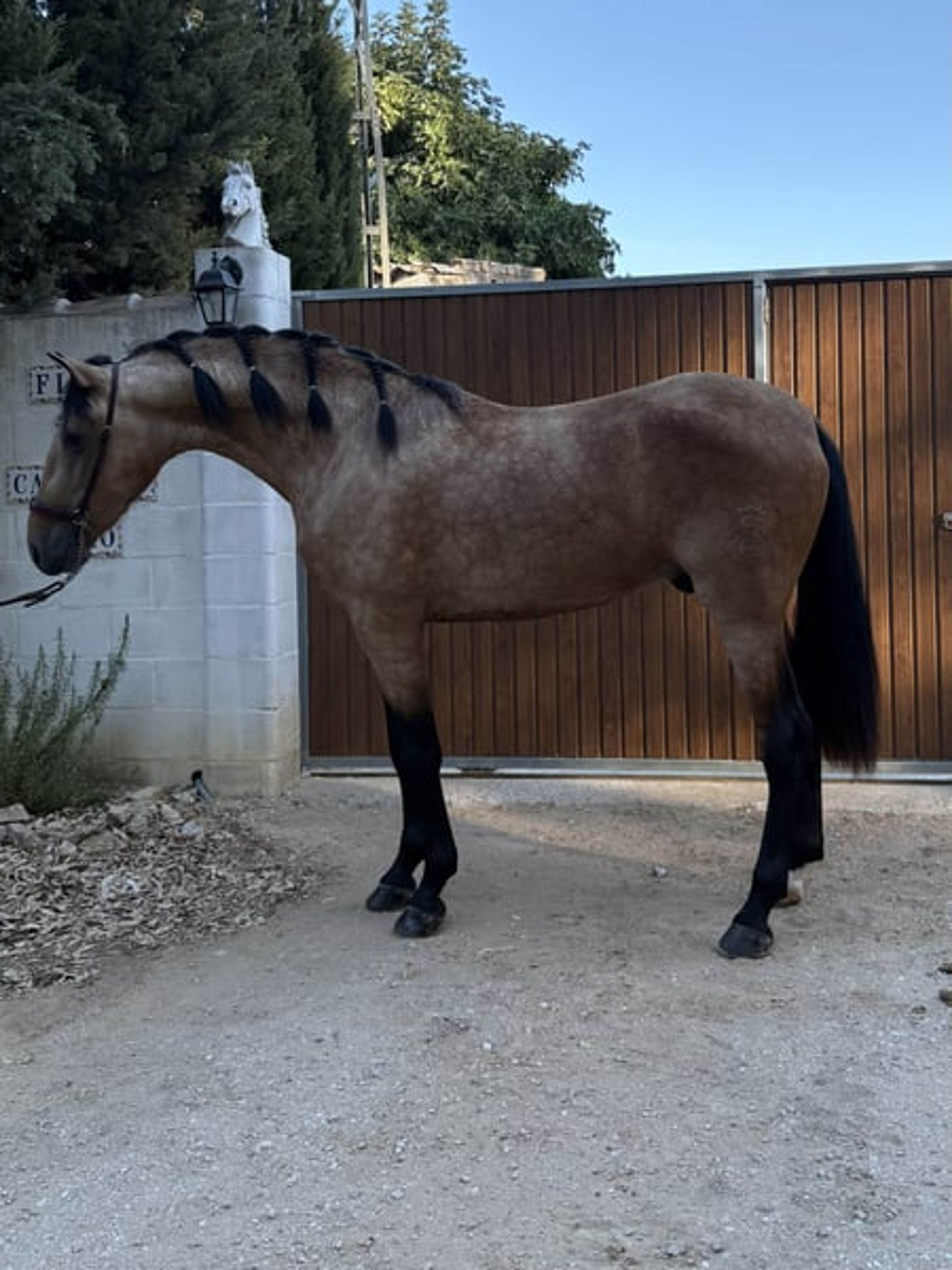 PRE Dressage Horse for Sale - Image 2