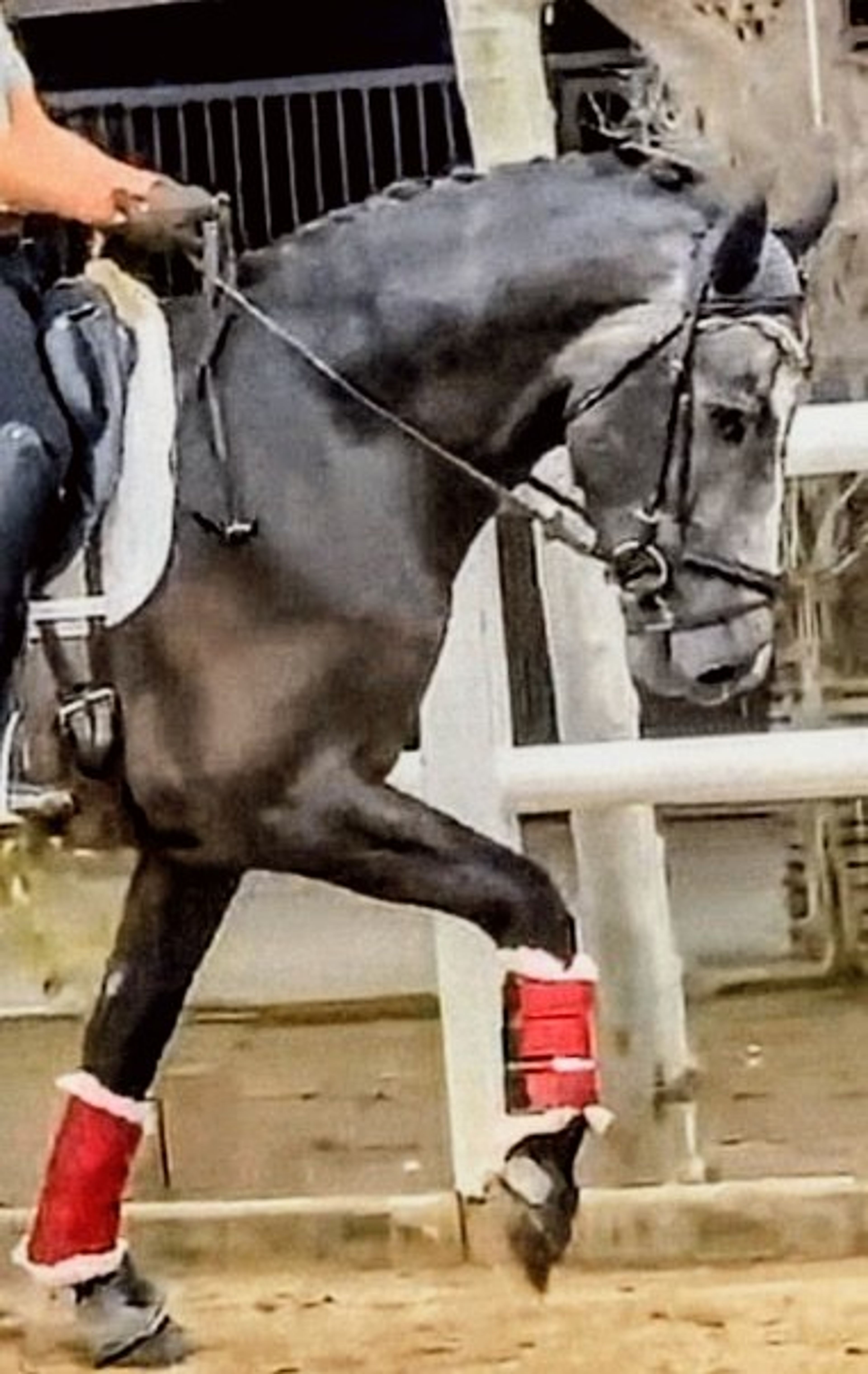 Domino - Image 2