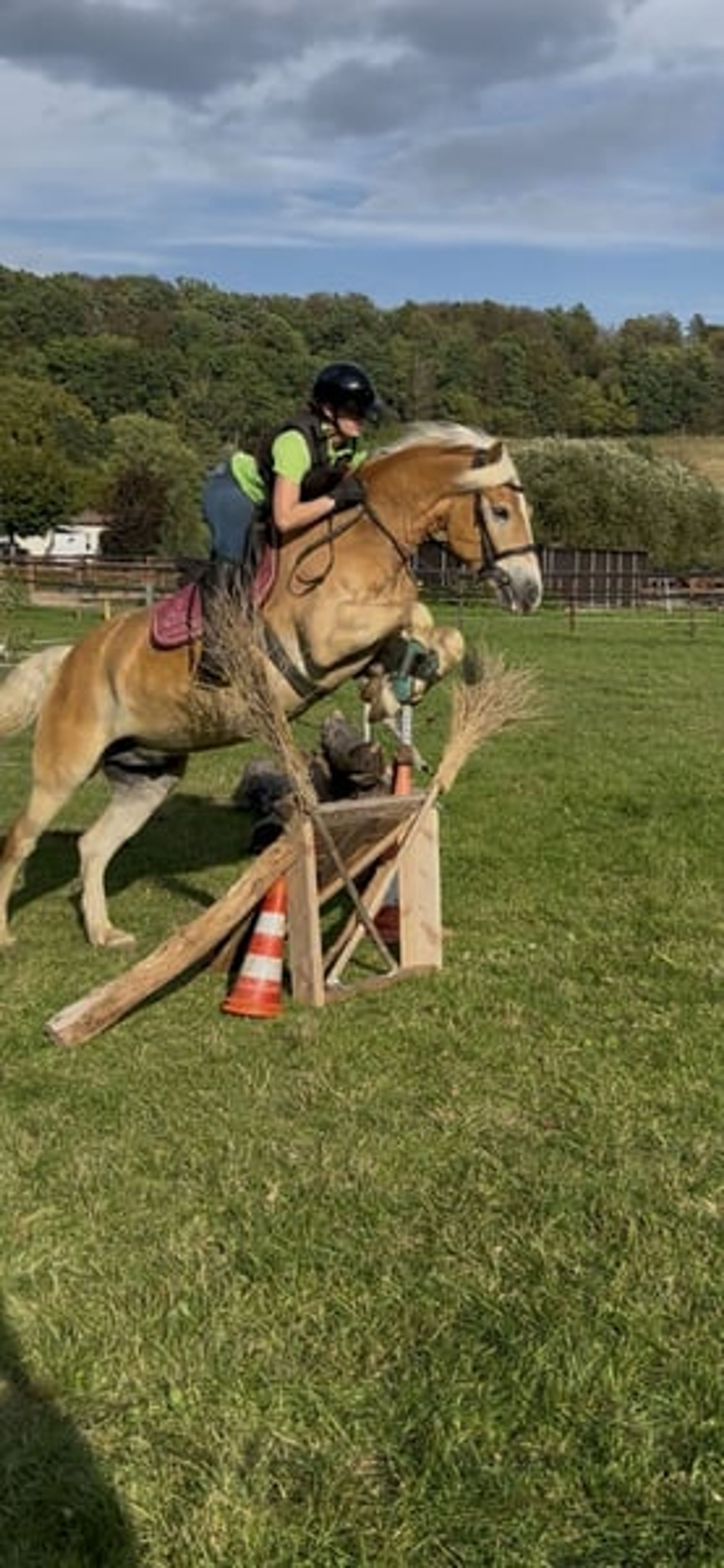 Pretty, talented Haflinger