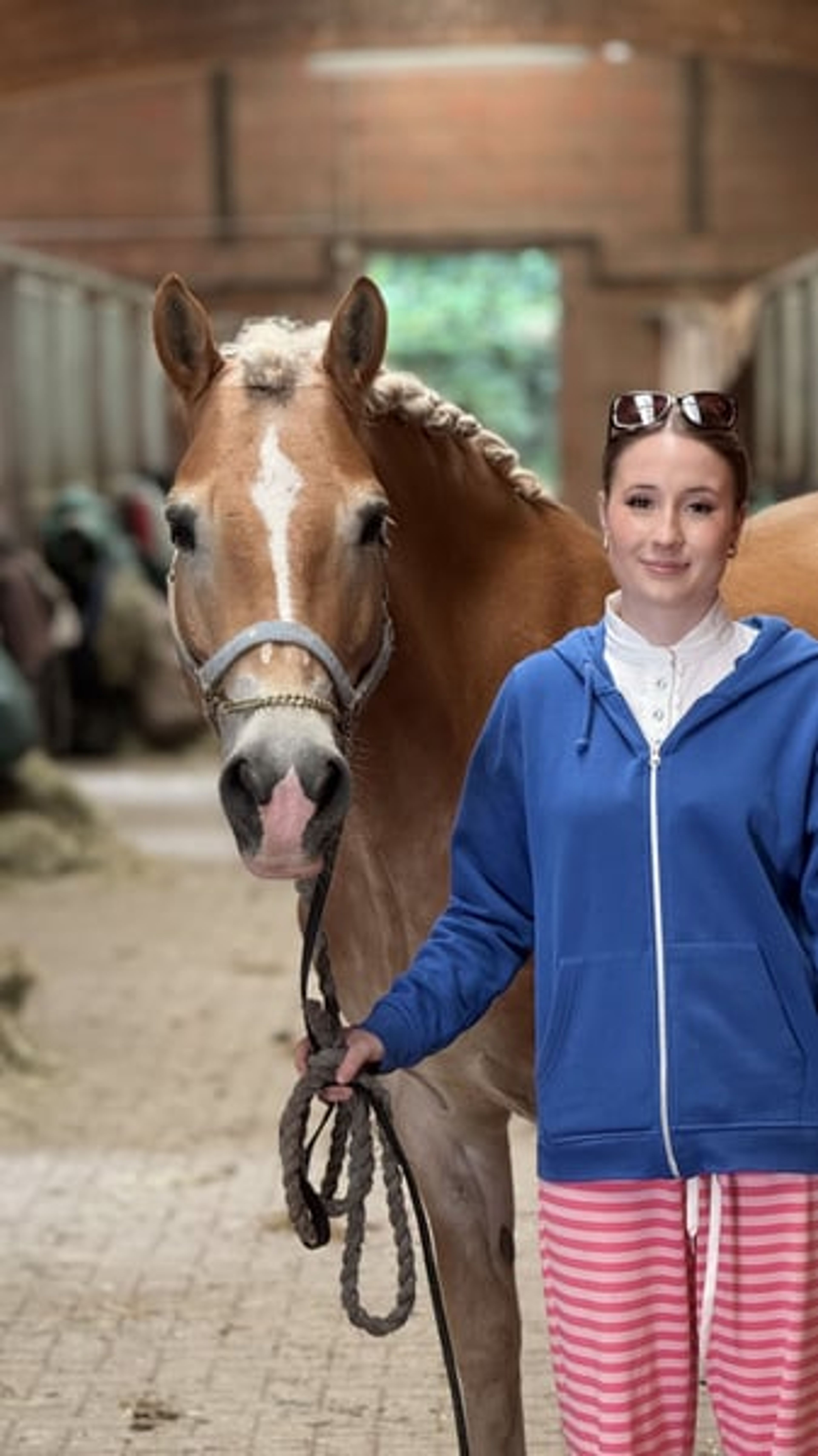 Pretty, talented Haflinger - Image 2