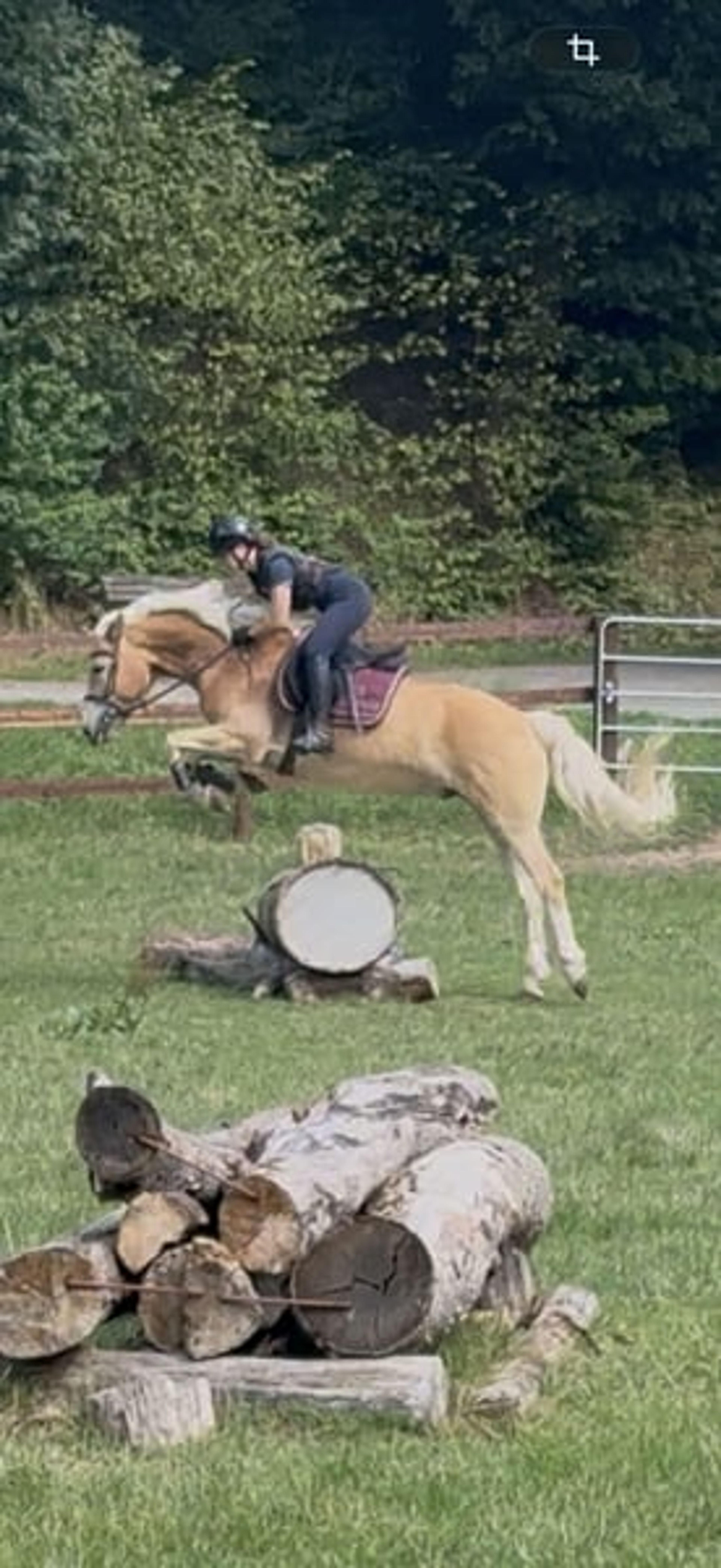 Pretty, talented Haflinger - Image 3