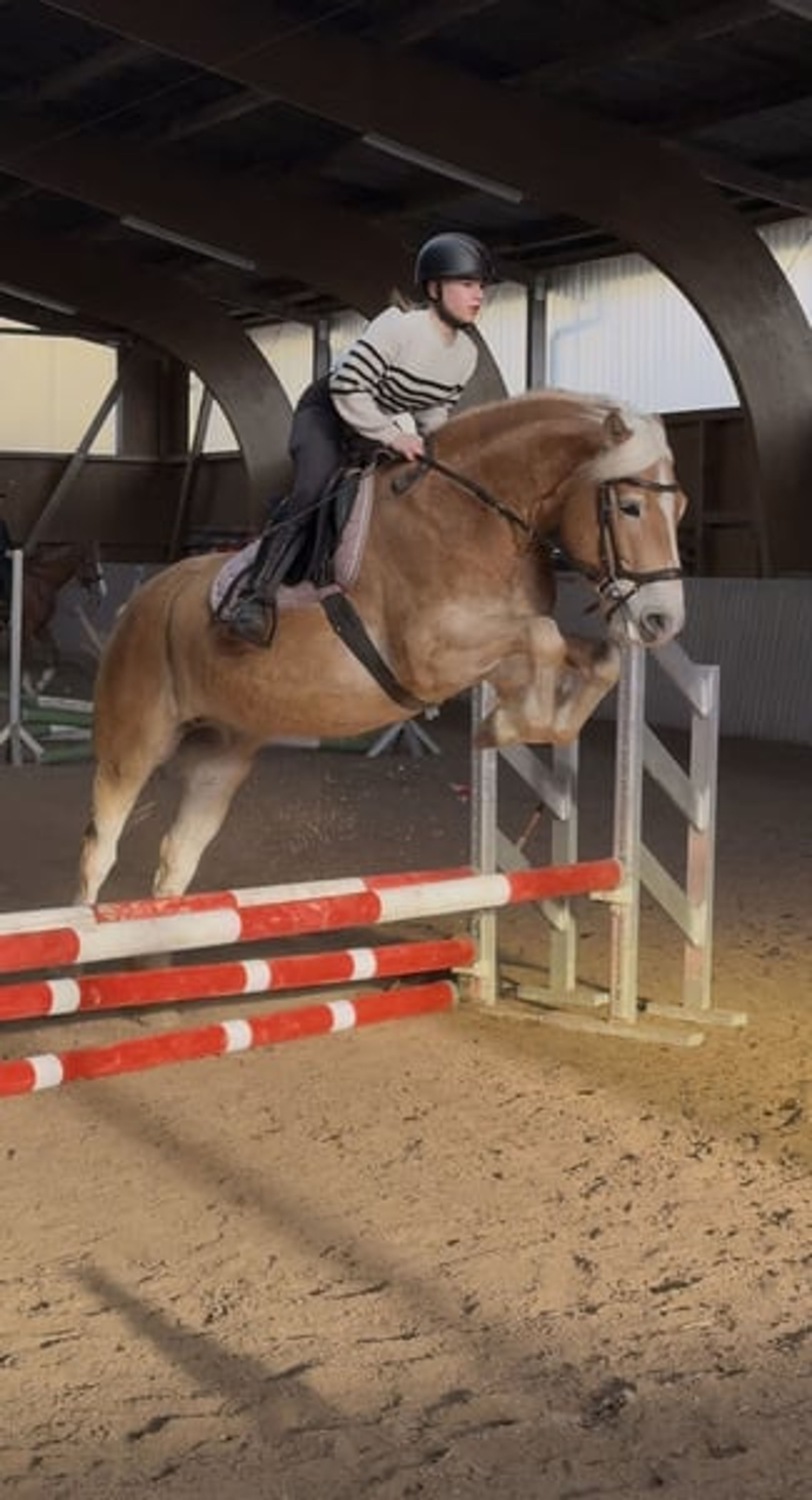 Pretty, talented Haflinger - Image 4