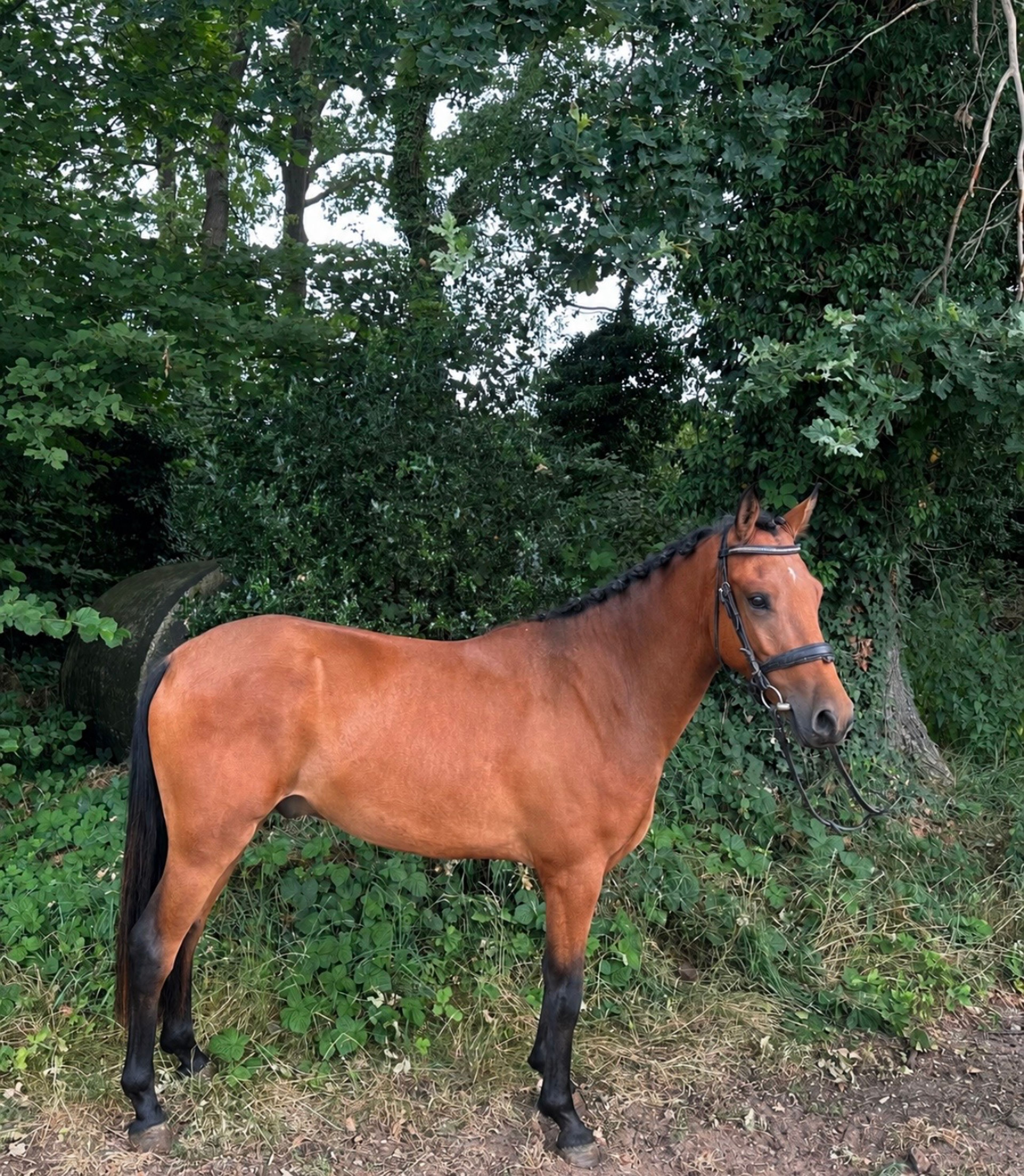 Hattrick Indiana (POPPINGS WILLIAM x ROWAN) - Image 1