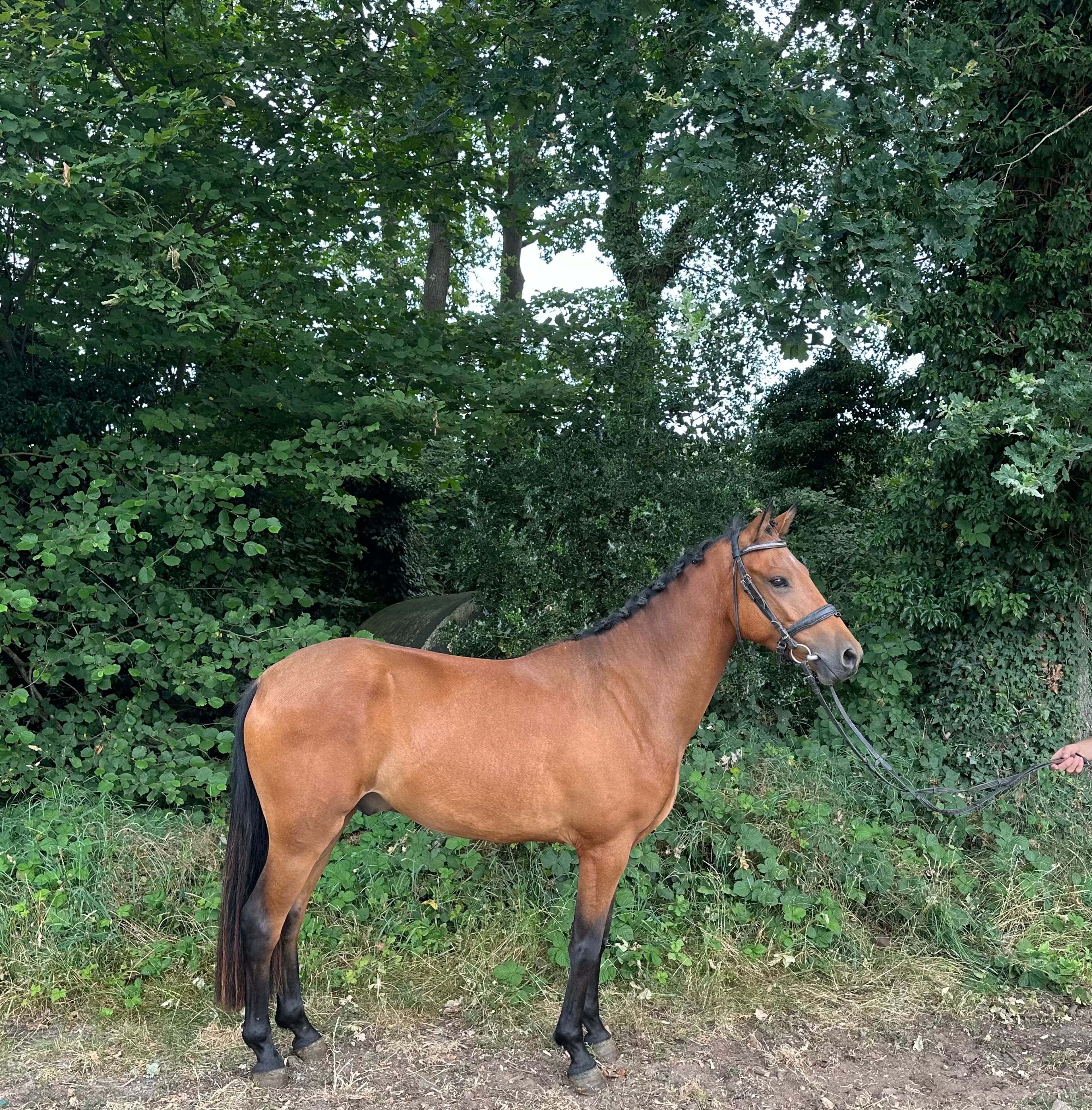 Hattrick Indiana (POPPINGS WILLIAM x ROWAN) - Image 2