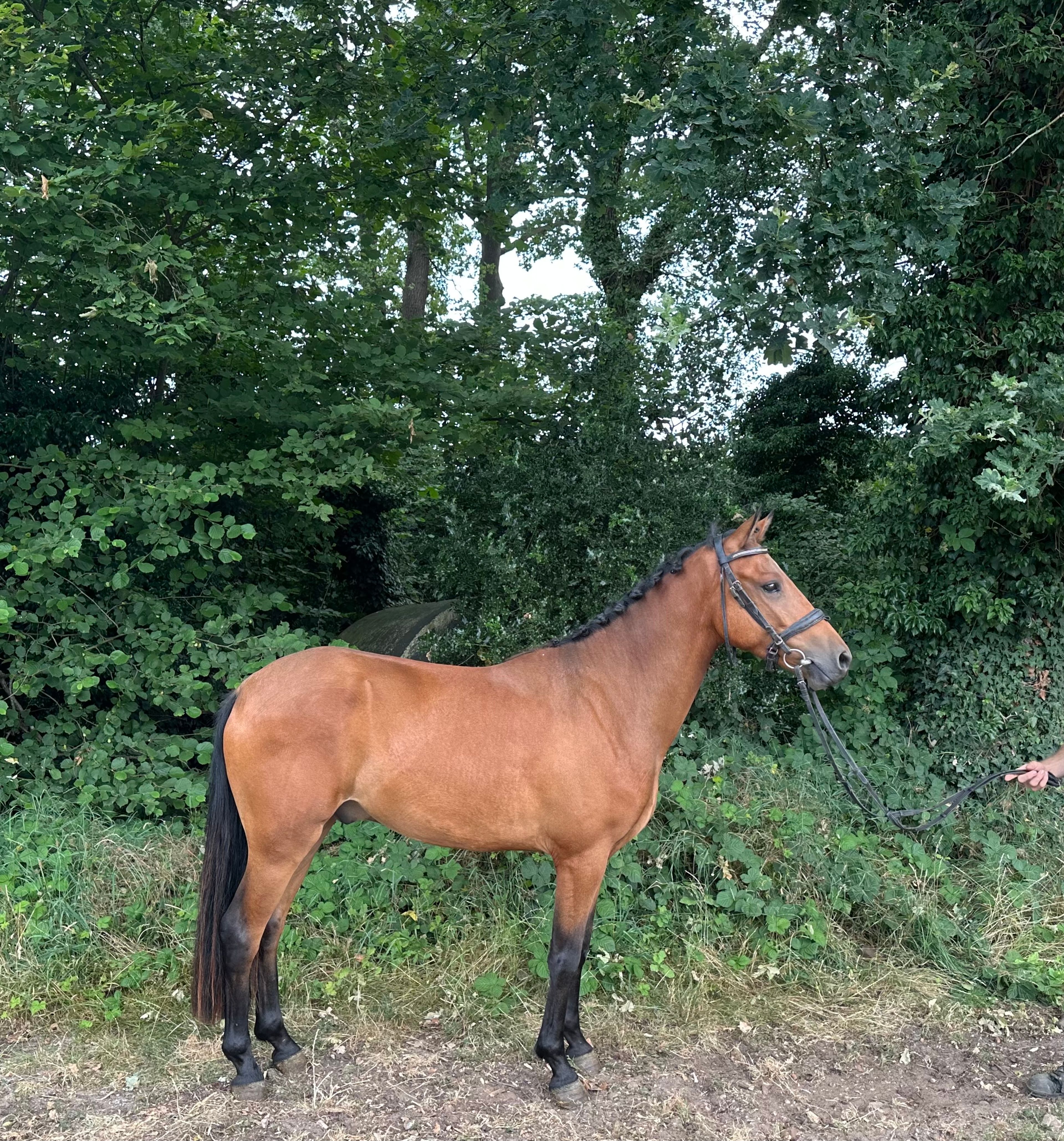 Hattrick Indiana (POPPINGS WILLIAM x ROWAN) - Image 3
