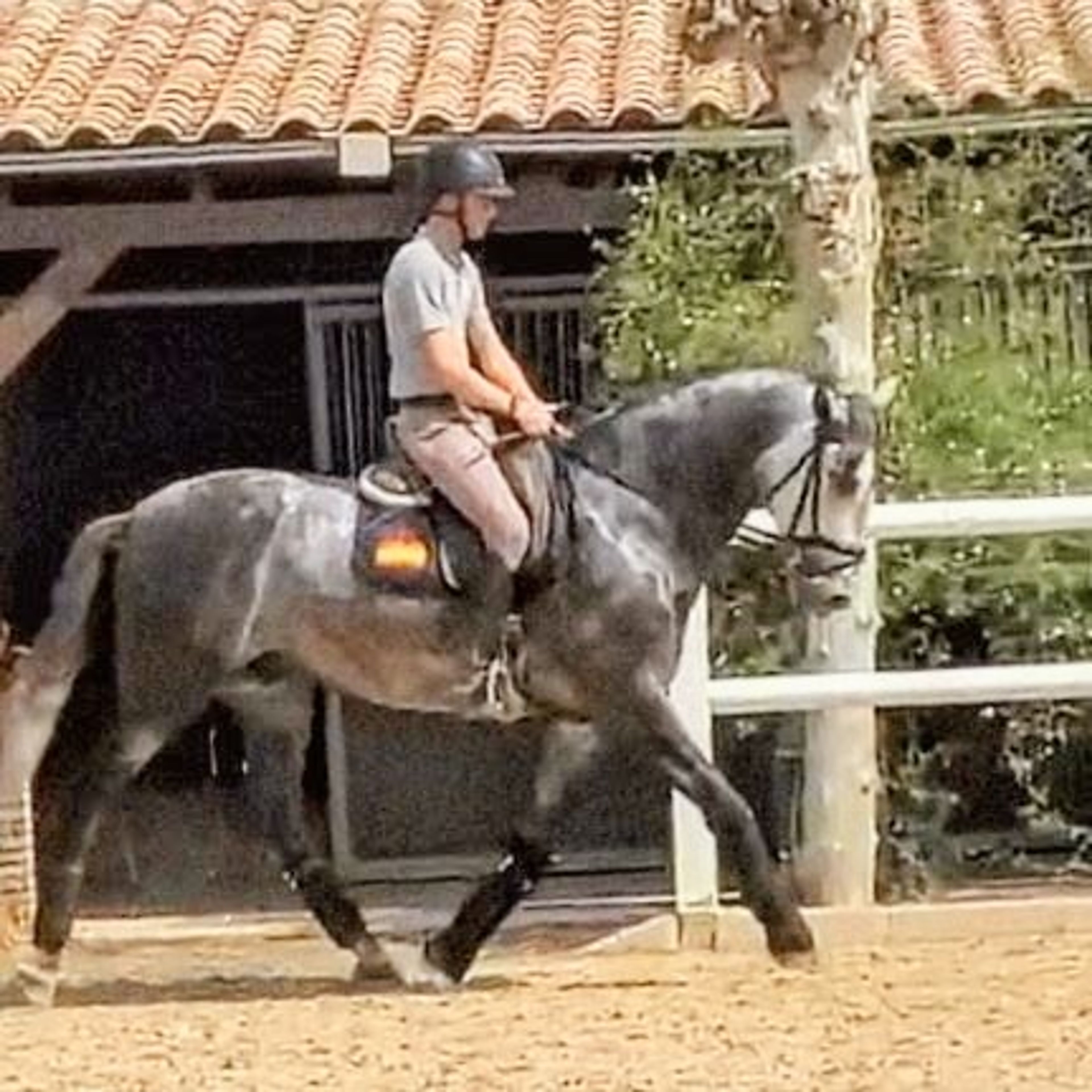 Elton - Image 2