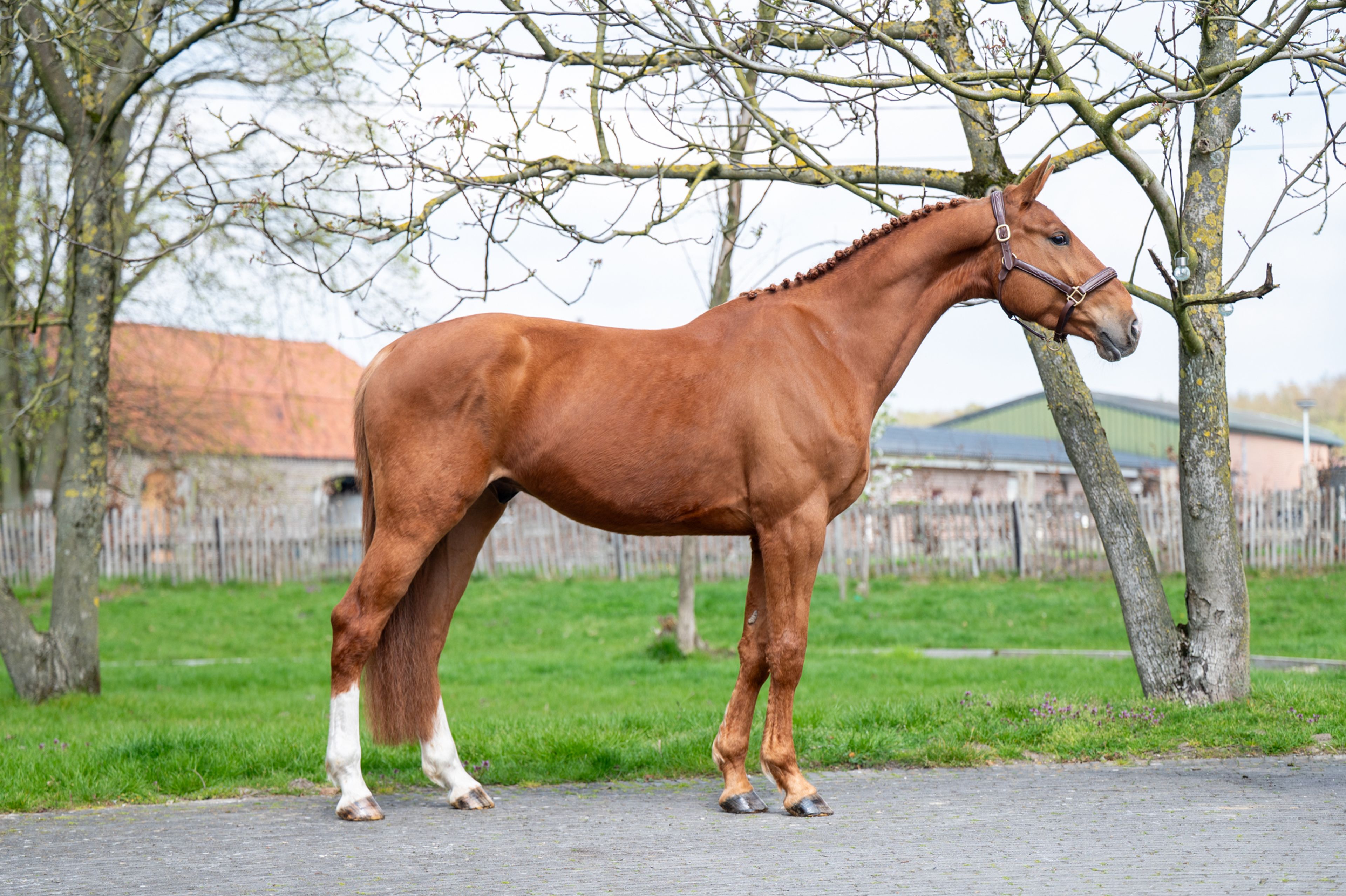 Warrior Aeg (INAICO VDL x ESPRILLIO) - Image 1