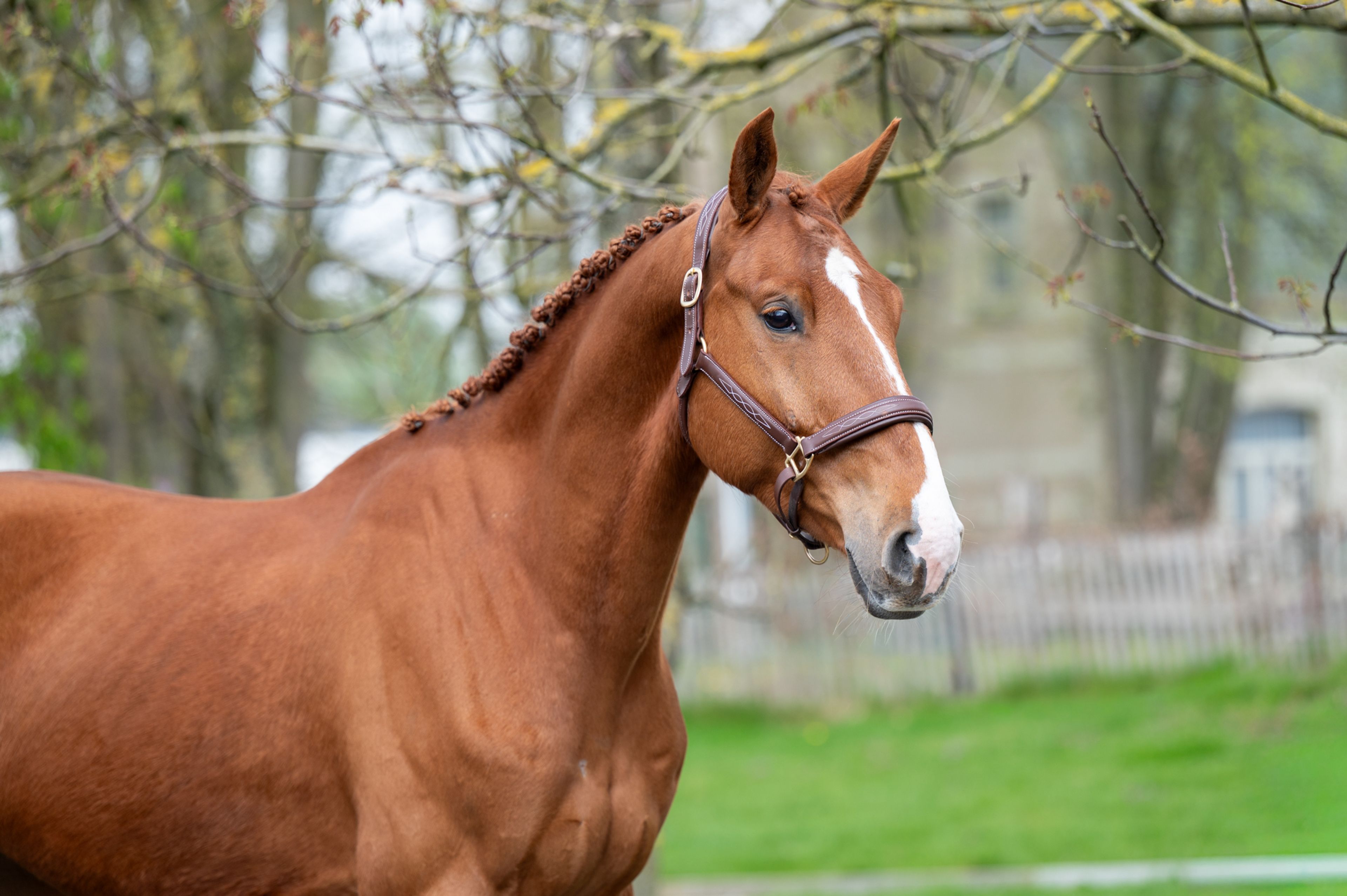 Warrior Aeg (INAICO VDL x ESPRILLIO) - Image 2